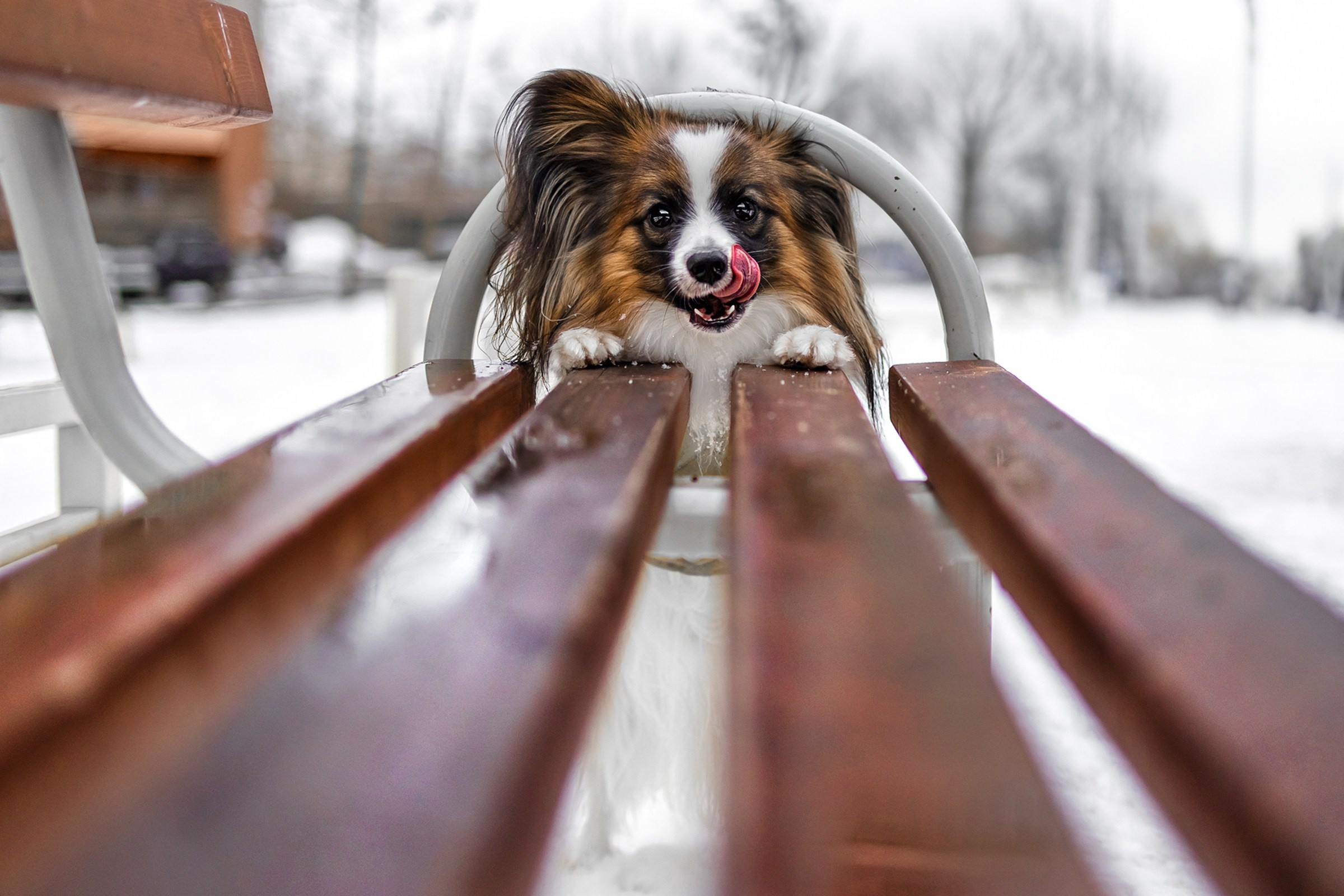 Хьюстон. Фотограф анималист Аня Ливанова | Рыбинск