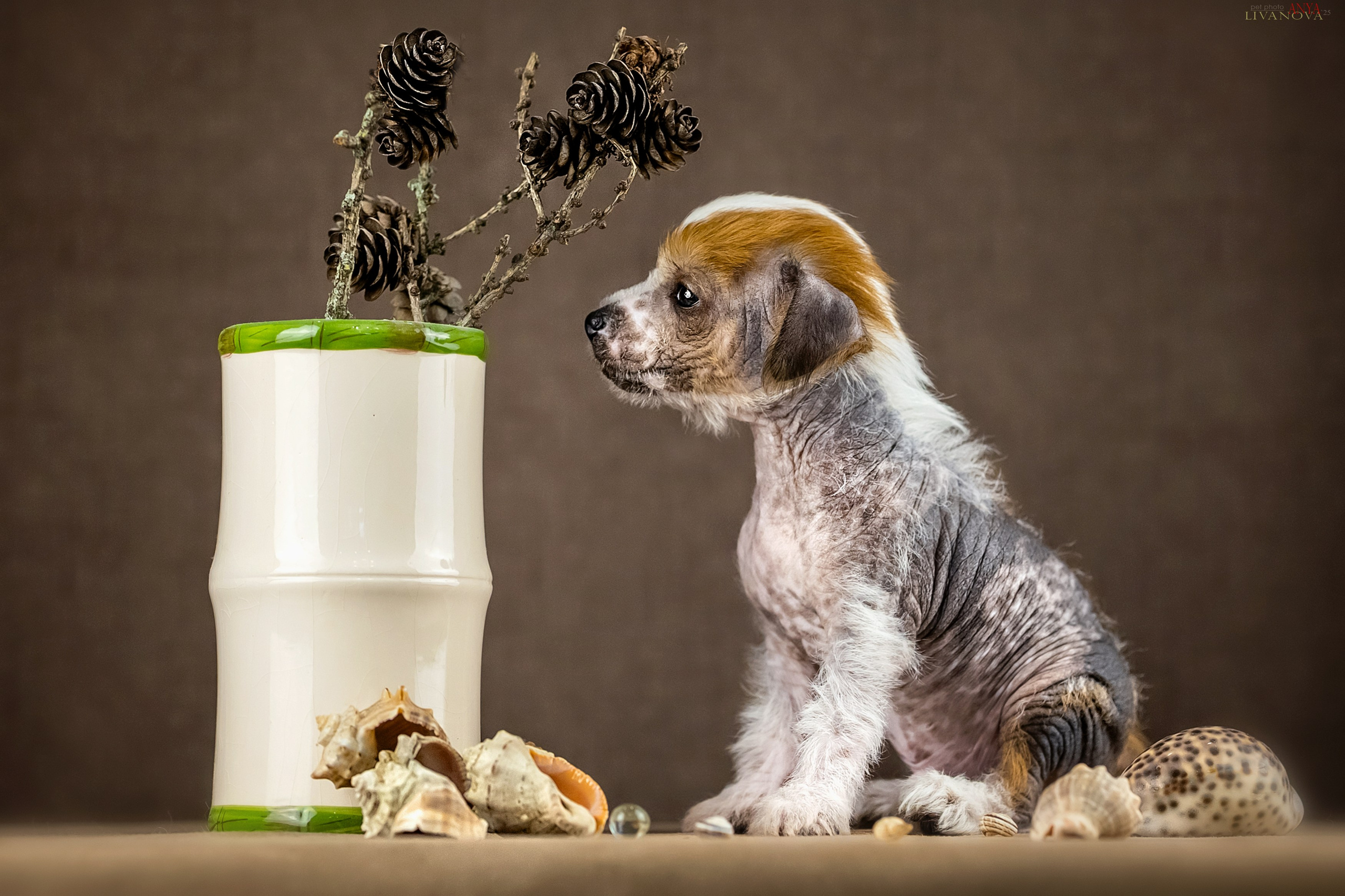 КХС. Фотограф анималист Аня Ливанова | Рыбинск