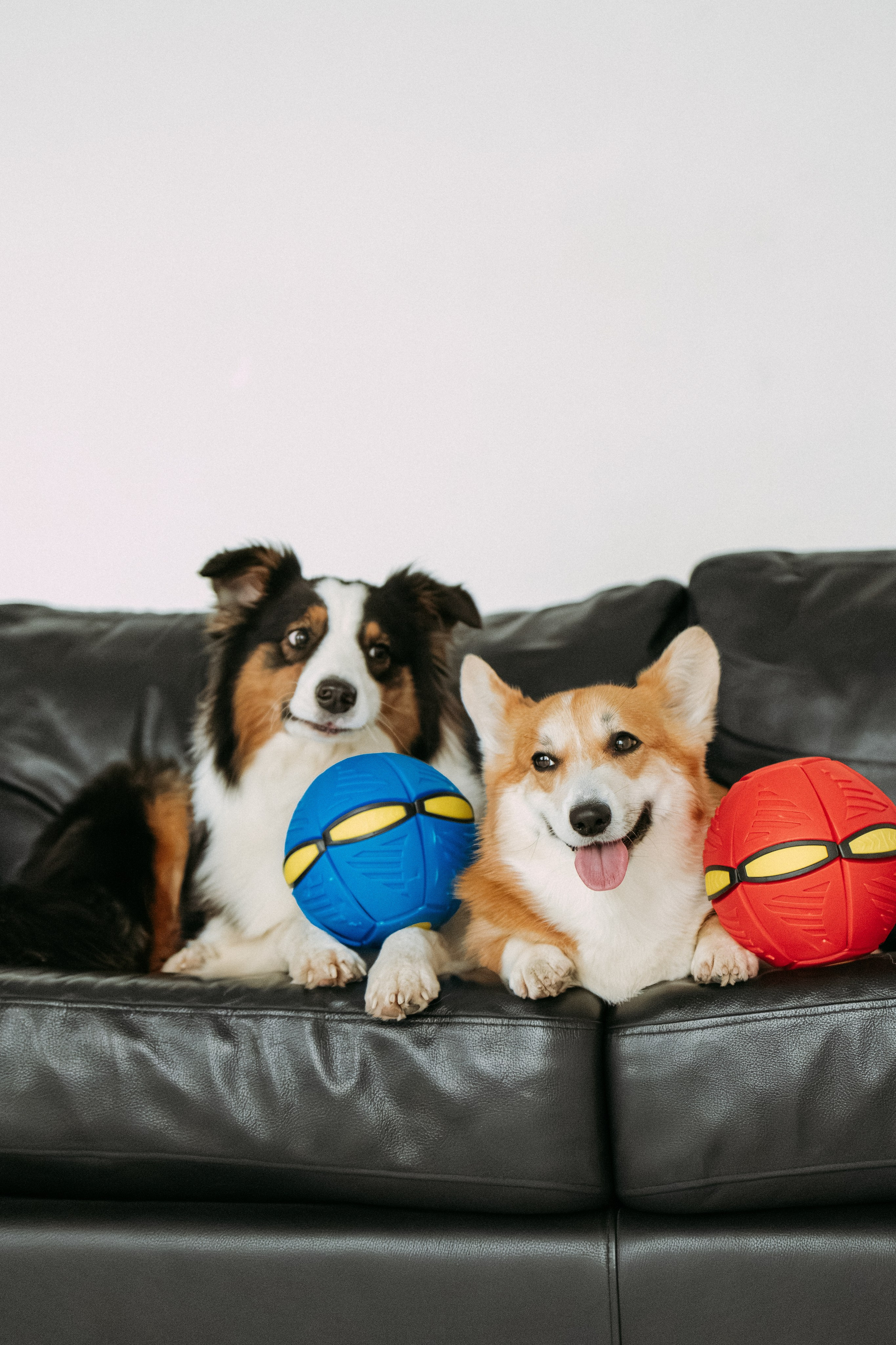 Мячи-попрыгуны. Фотораф — анималист Мария Шистка