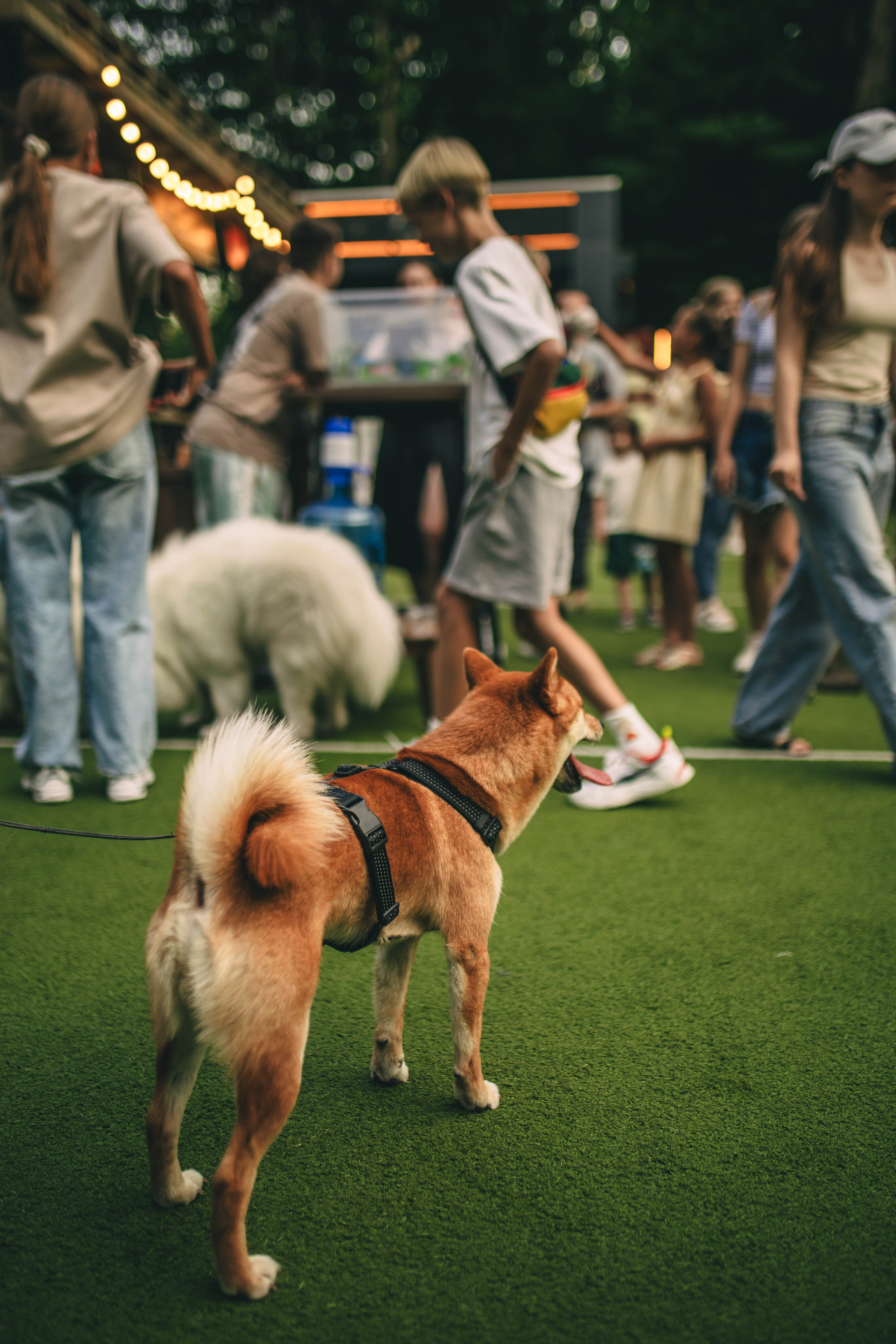 Pet-Party + Live-music |Парк Культуры. Фотограф в Ставрополе Алина Клочкова