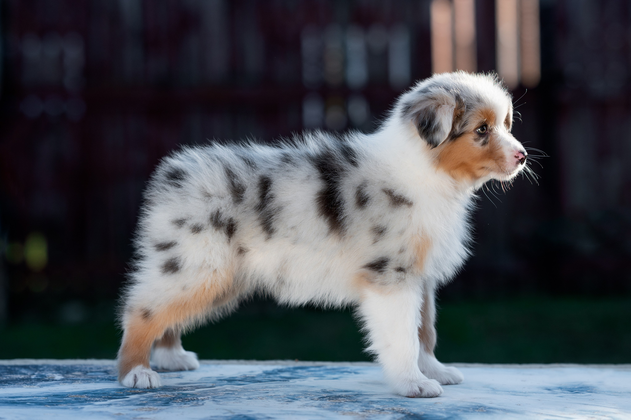 Заводчик Влада Эльман. Творческий фотограф Вологда