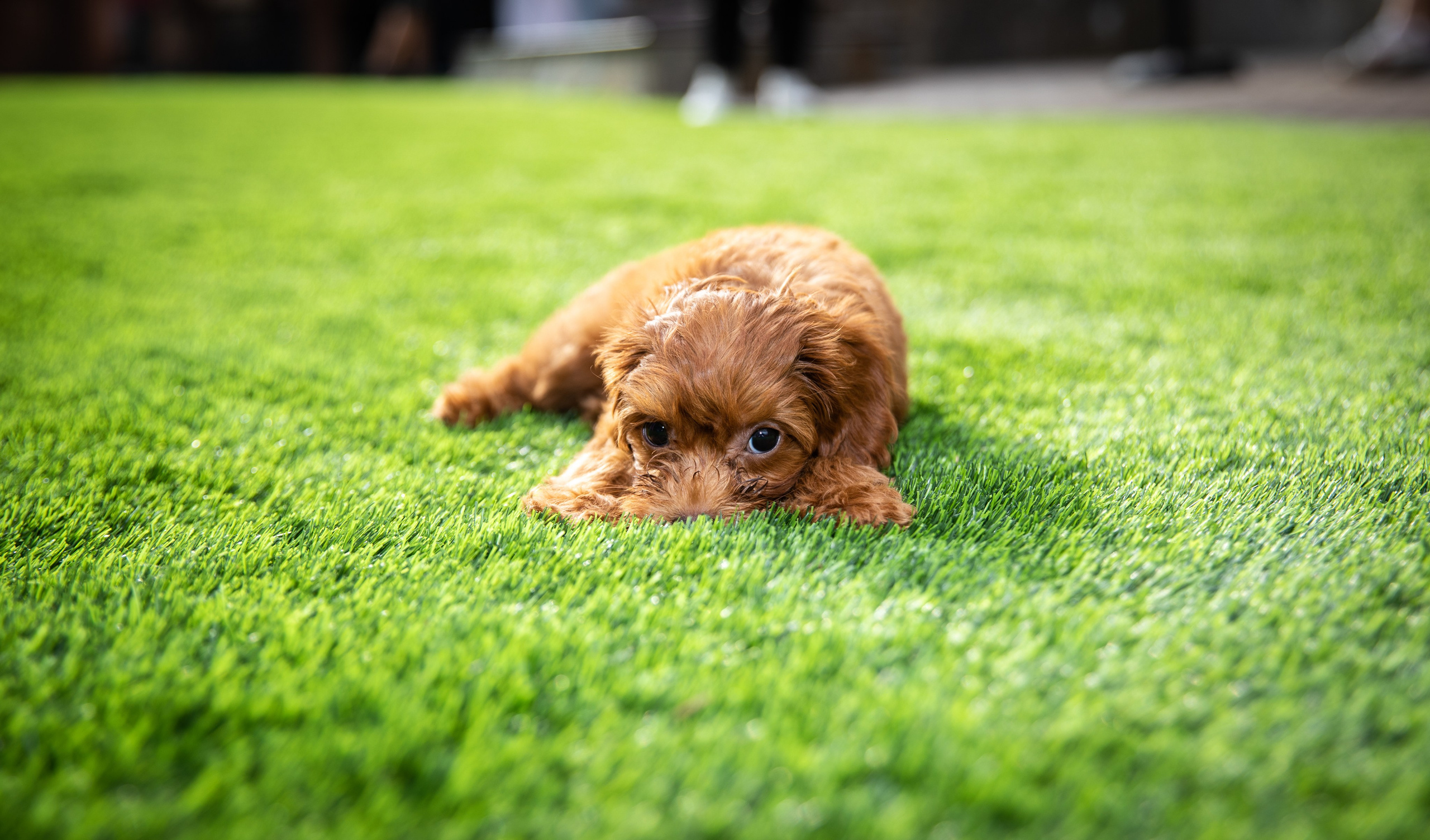 День Рождения Егорки -2025. VoronEvent. Репортажный и свадебный фотограф в Челябинске Елисеев Павел