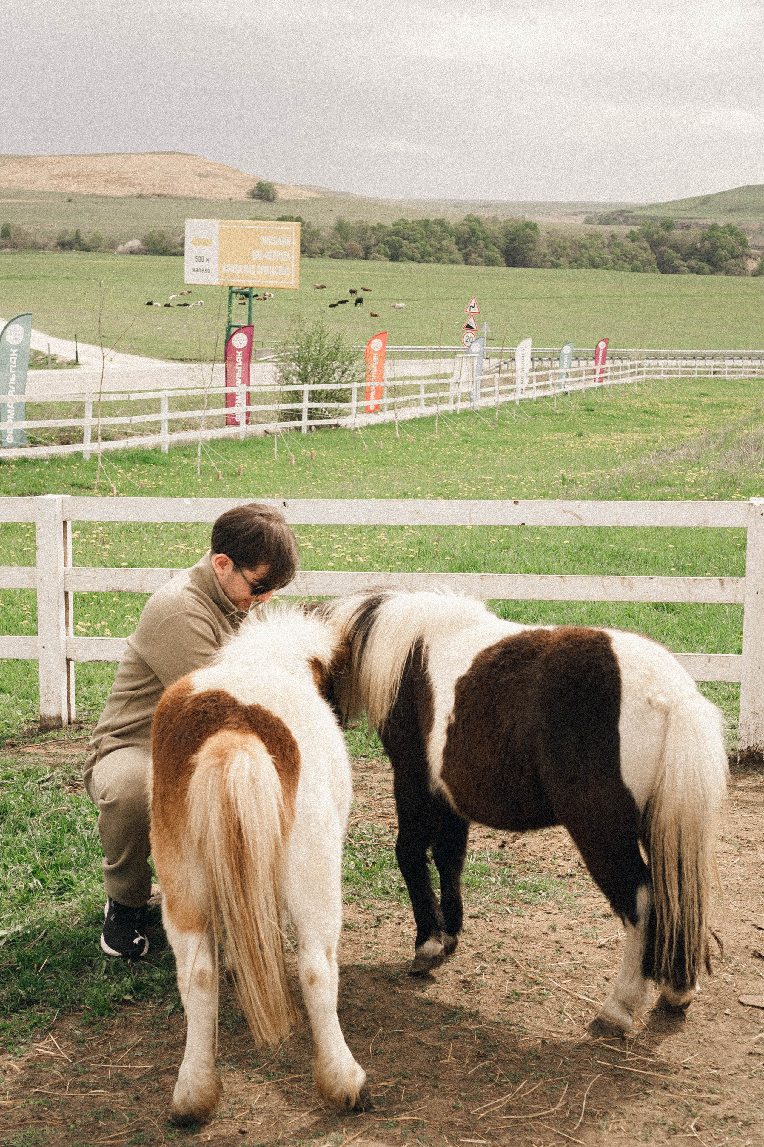 Ферма Альпак. Профессиональный фотограф, Санкт-Петербург — Виктория Богомолова