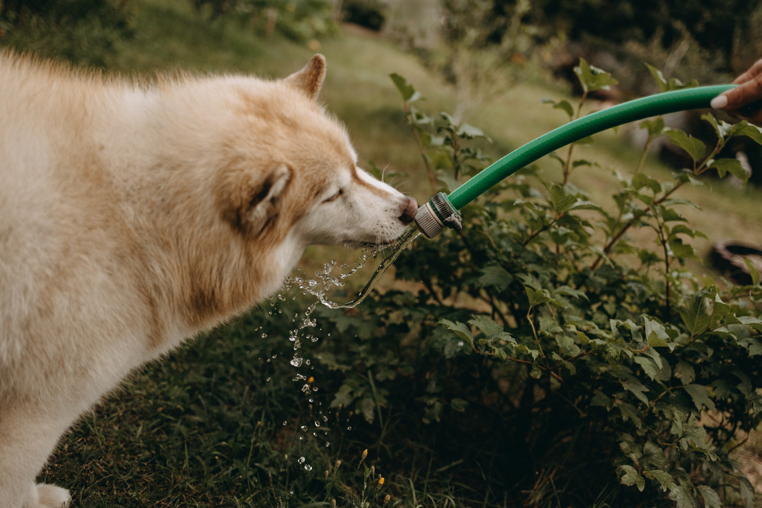Дом у реки. Фотограф — Анималист | Санкт-Петербург