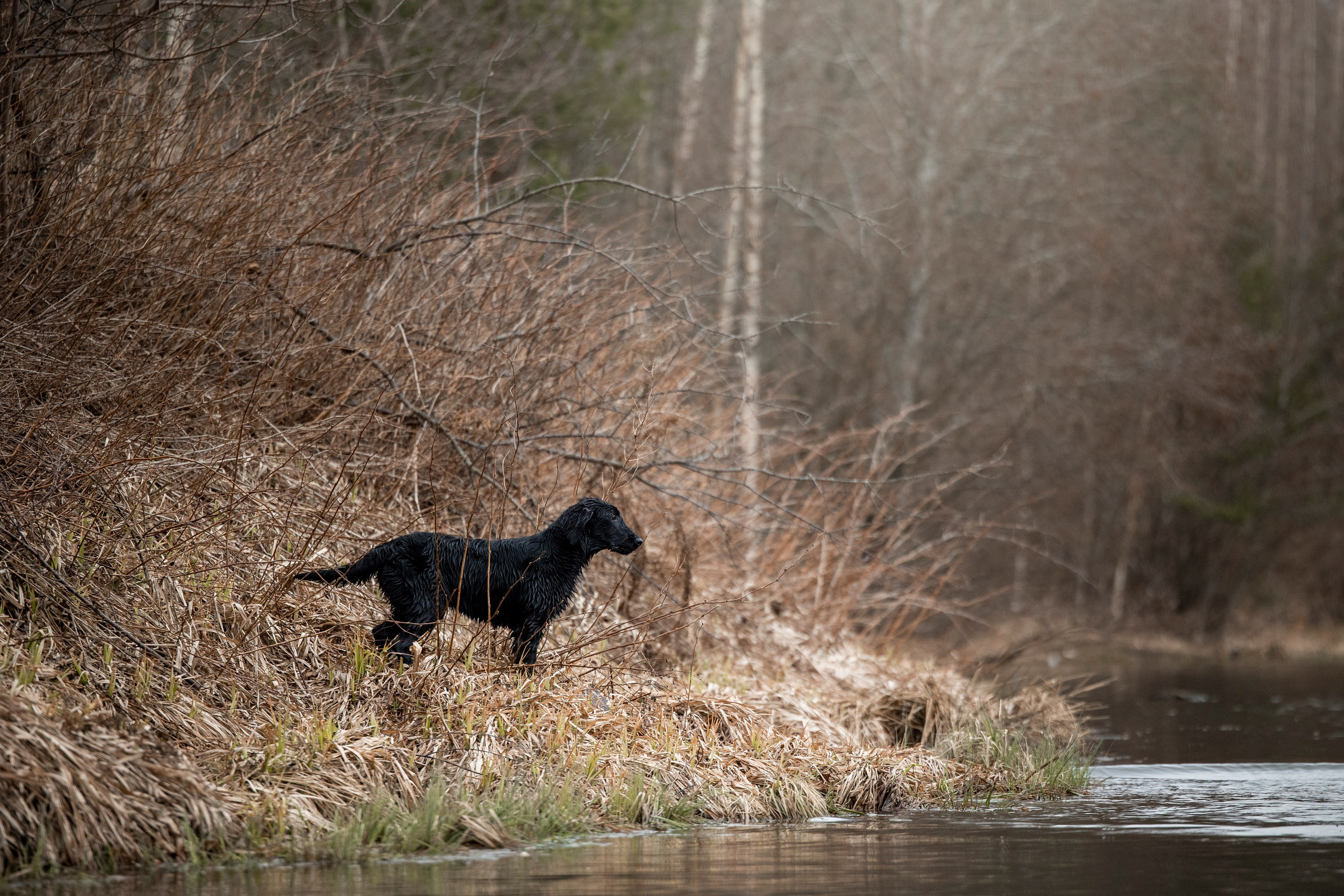 Ора, Ева, Рози и их семья. Фотограф — Анималист | Санкт-Петербург