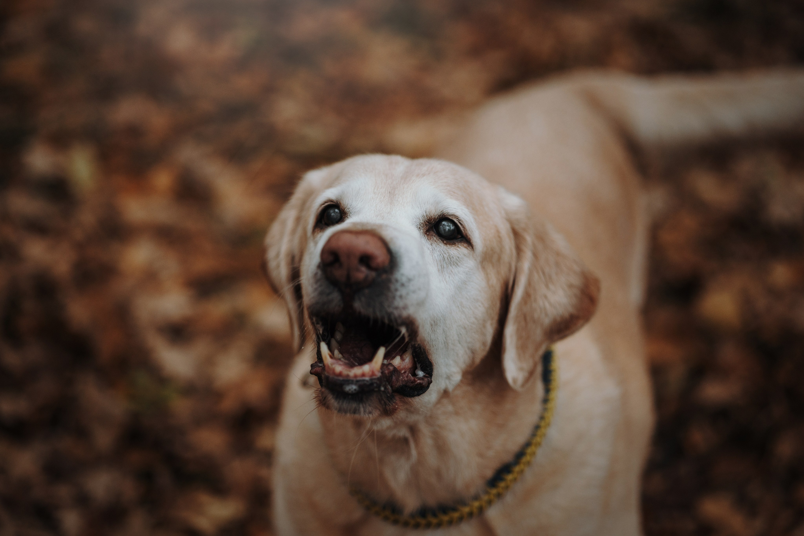 Оксана и Барон. Фотограф — Анималист | Санкт-Петербург