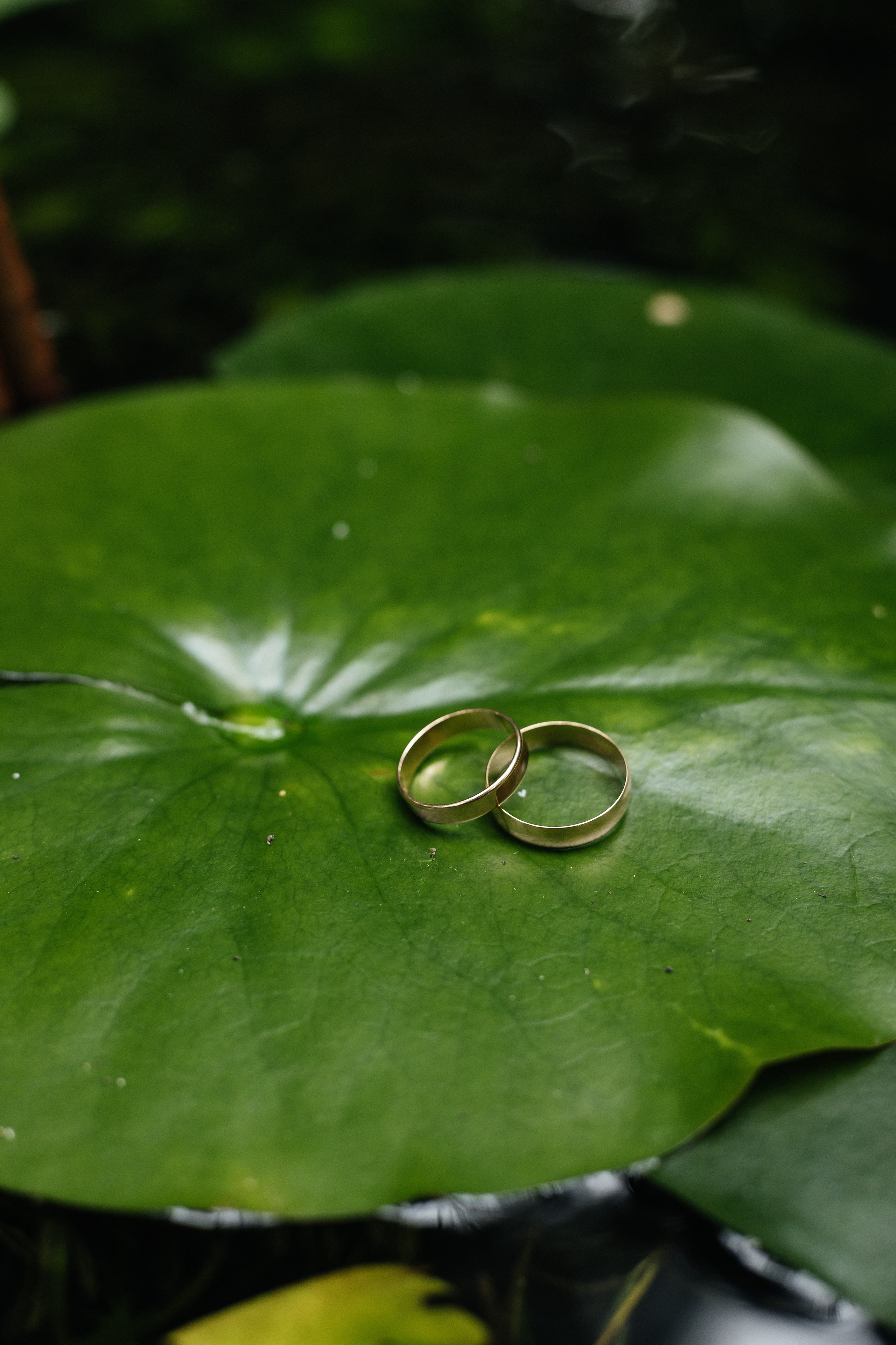 Яна и Сергей. Свадебный и Семейный фотограф Свекрова Ольга