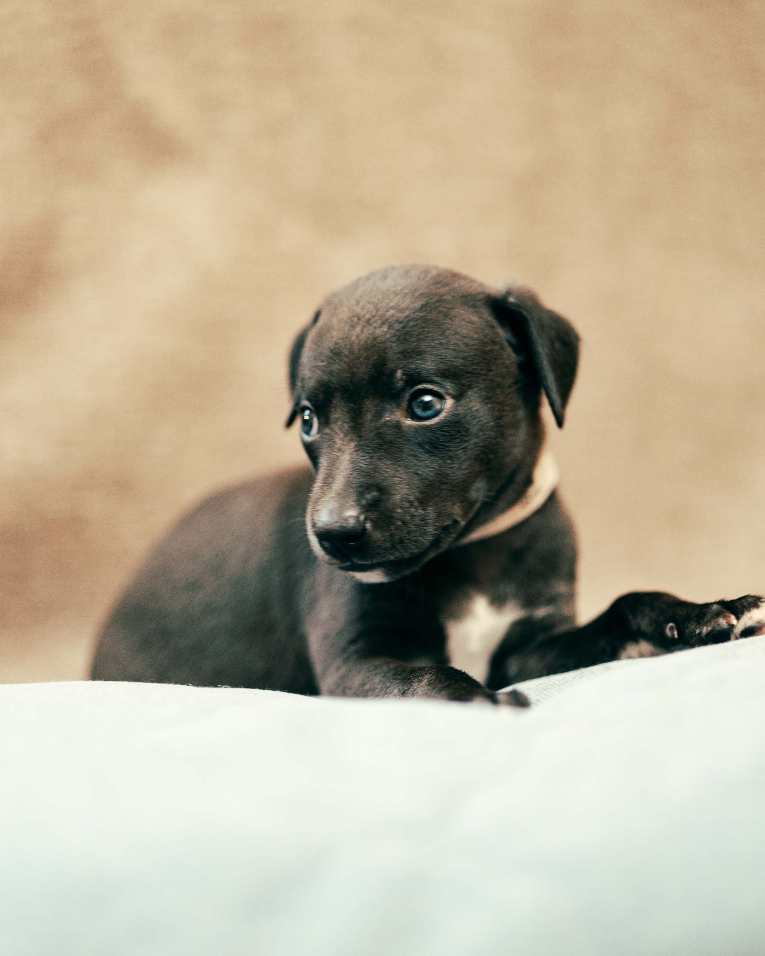 Щенки. Анна Самохина. Фотограф. Москва