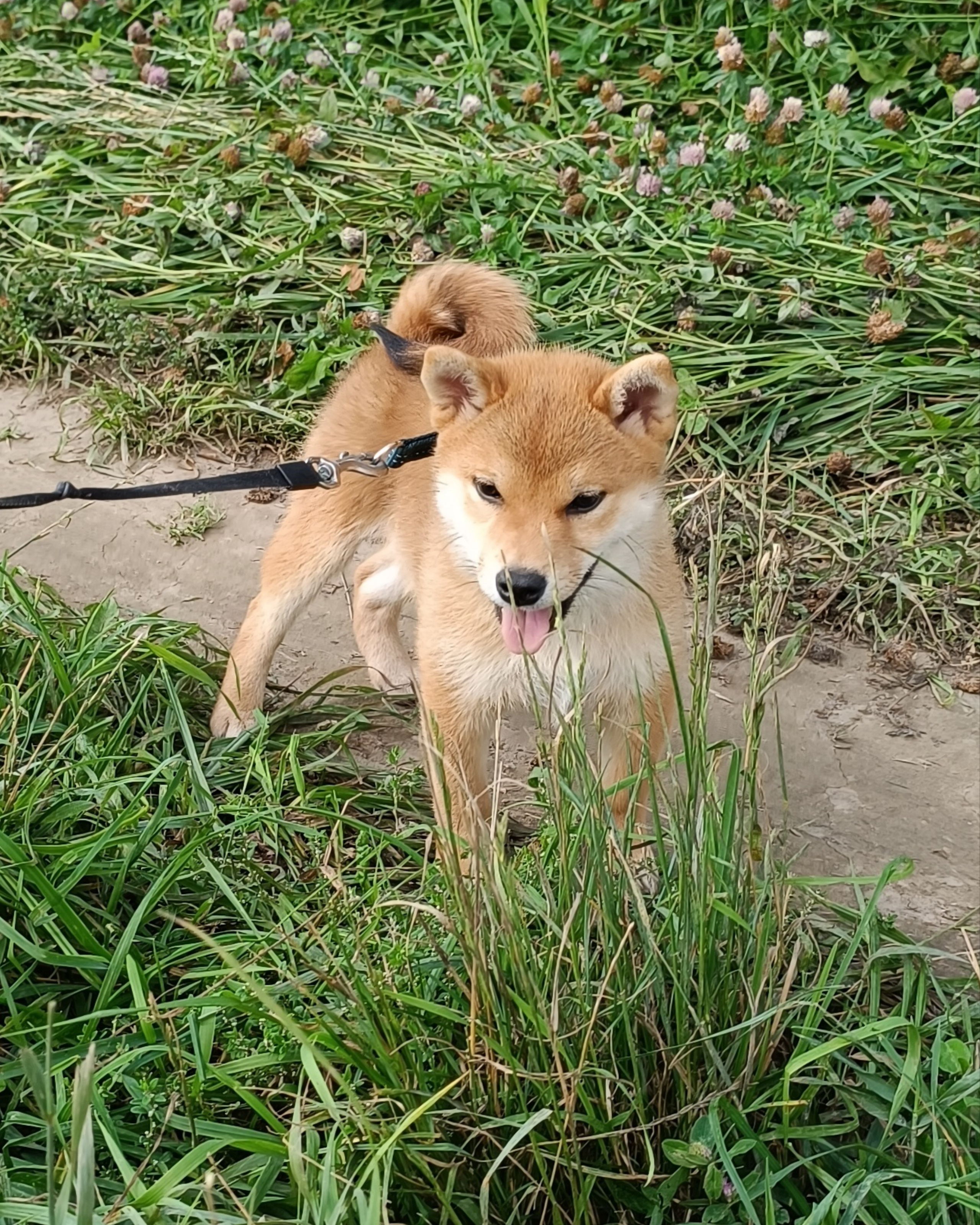 сиба питомник Рубилайт щенки на продажу rubylight  сиба щенки купить СПб Санкт-Петербург 