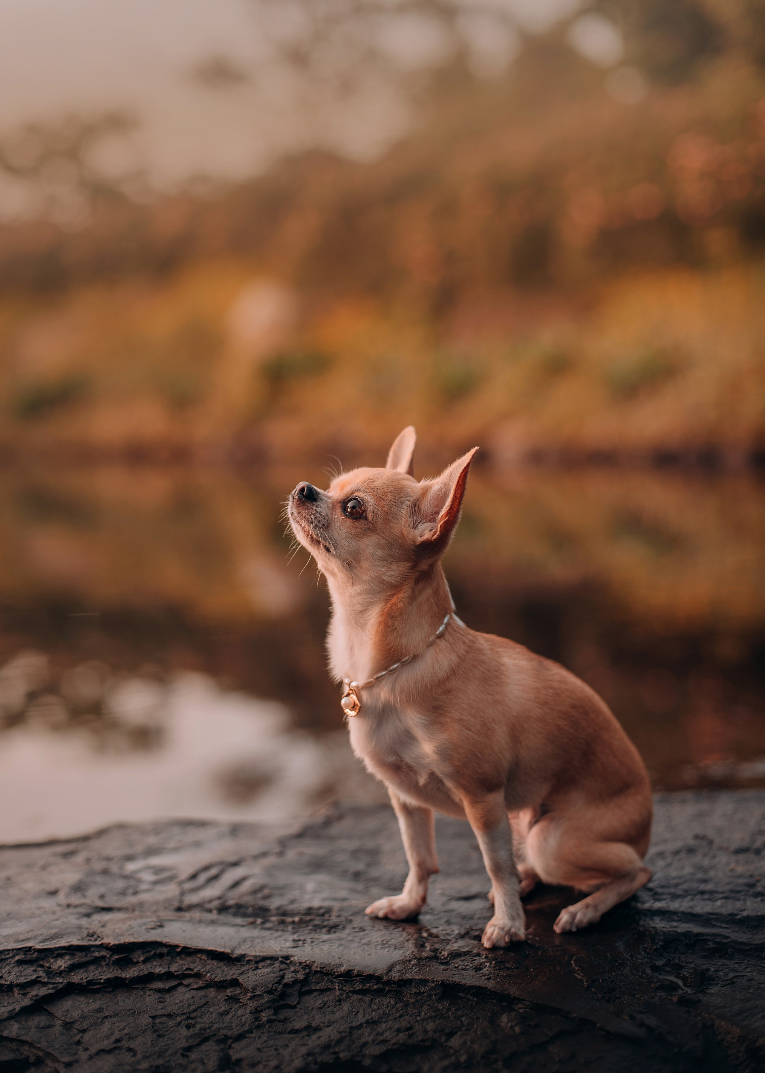 Прогулка: чихуахуа Хенни и Алина во Владивостоке. Портфолио