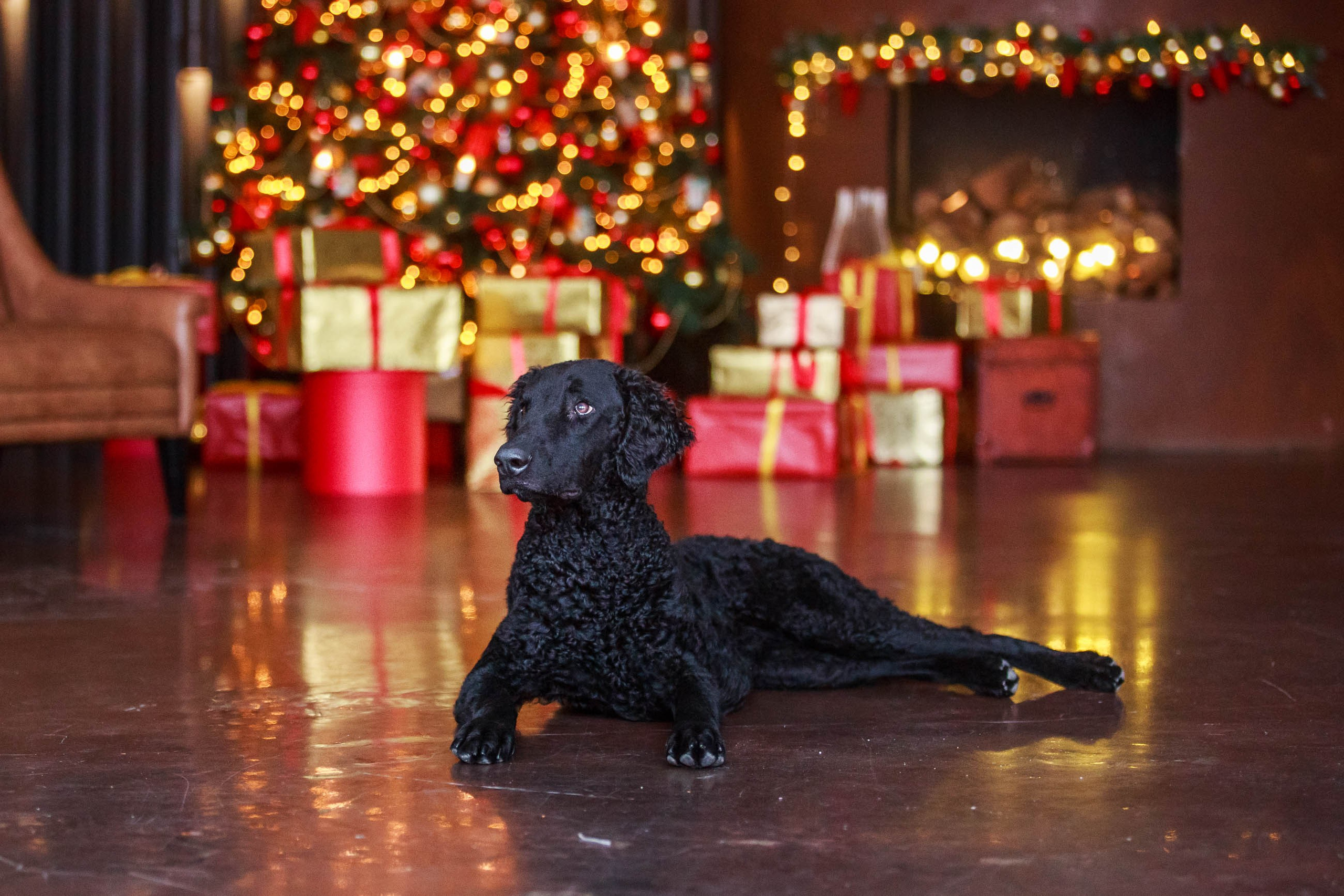 Лабрадор ретривер и курчавошерстный ретривер фотосессия на Новый год в фотостудии. Семейный и детский фотограф в Москве Мария Быкова