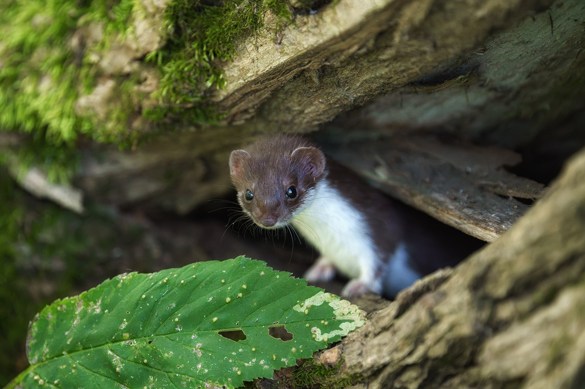 Животные. Ваш личный фотограф Марина Волкова