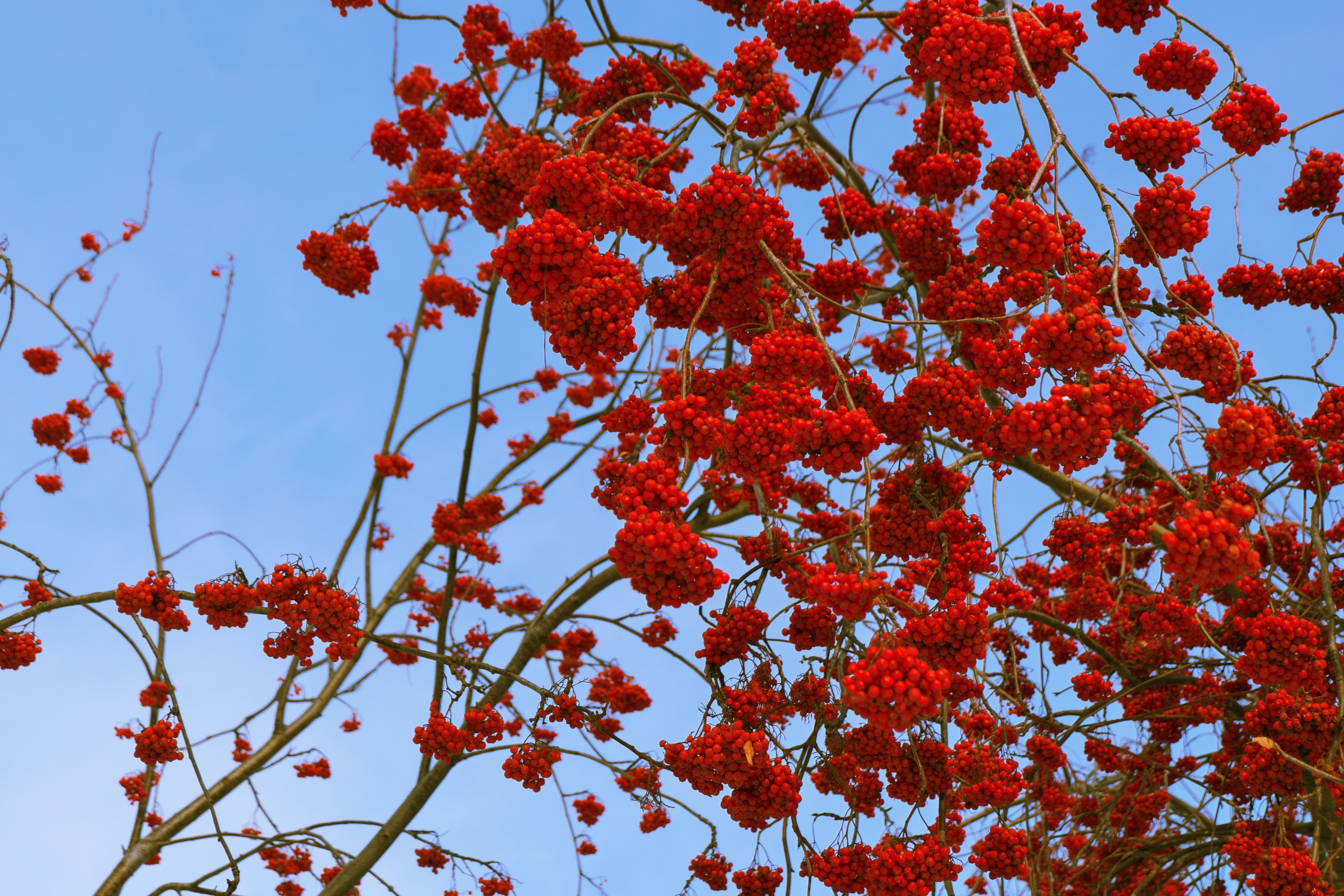 Новосибирская Область. Антон Великий
