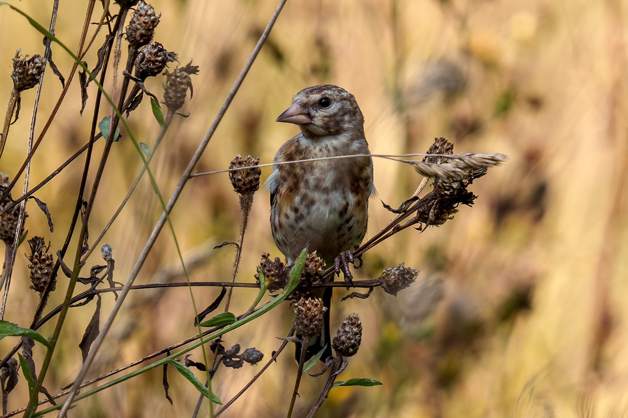Удивительные мир птиц. Вокруг нас столько прекрасного — присмотритесь!. Ваш личный фотограф Марина Волкова
