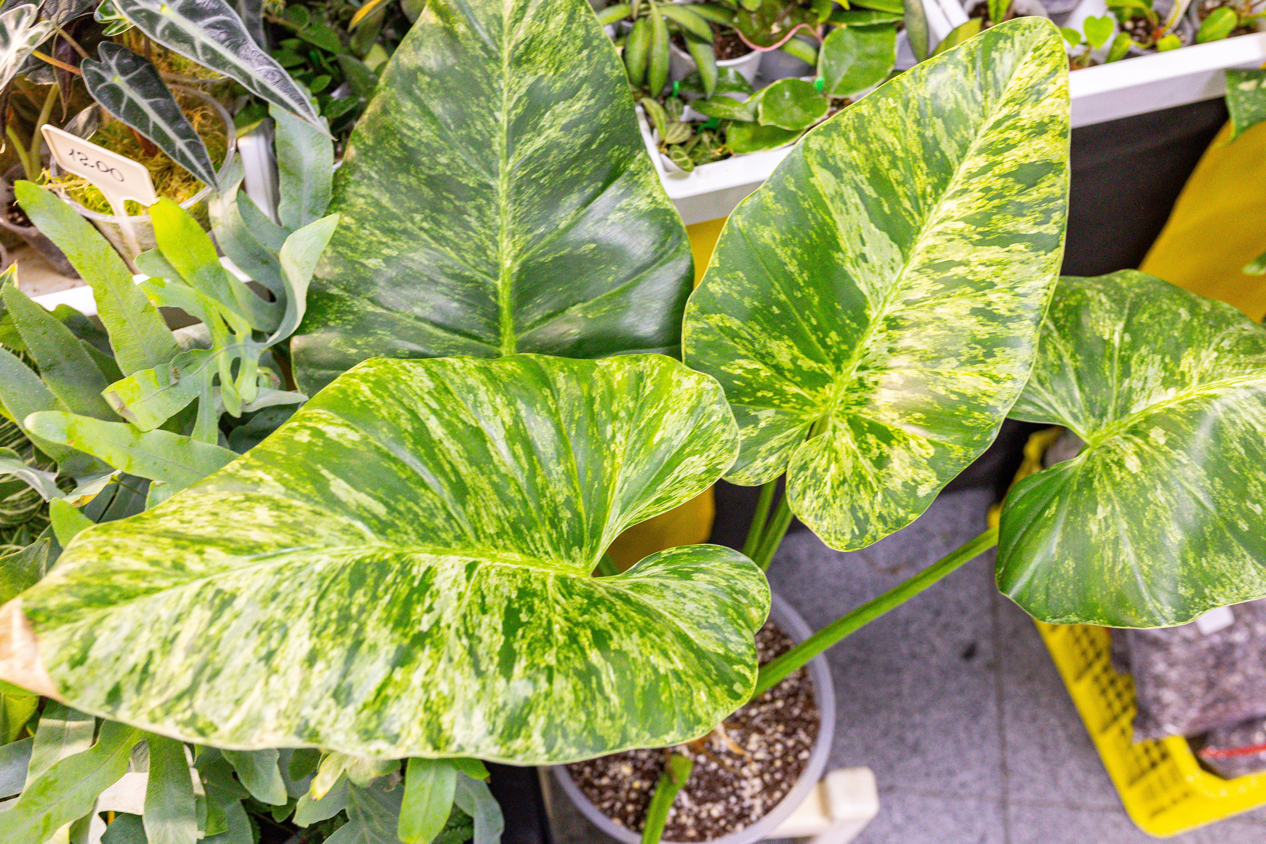 Монстериум 11–12 октября. Александра Куликова фотограф, Москва