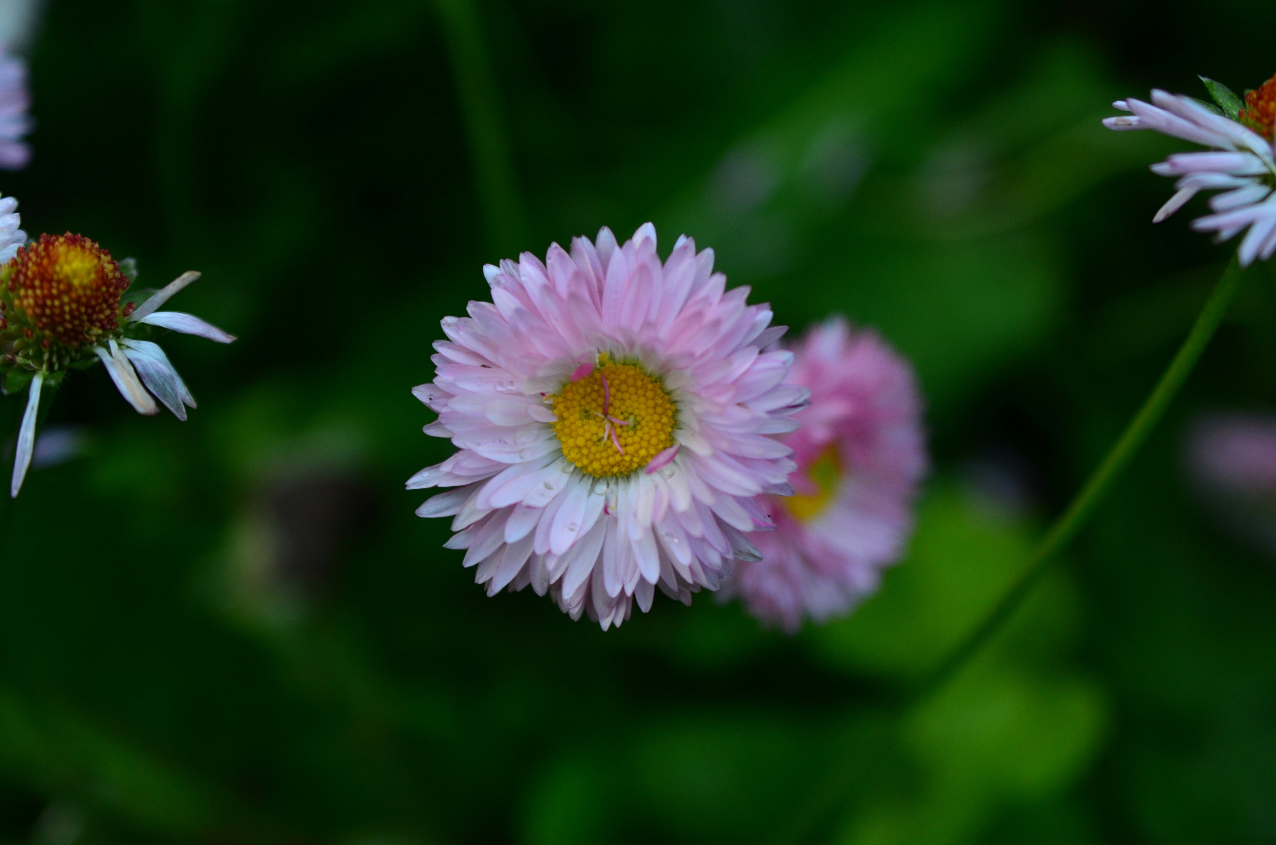 Дары природы. Фотограф viktor viktor