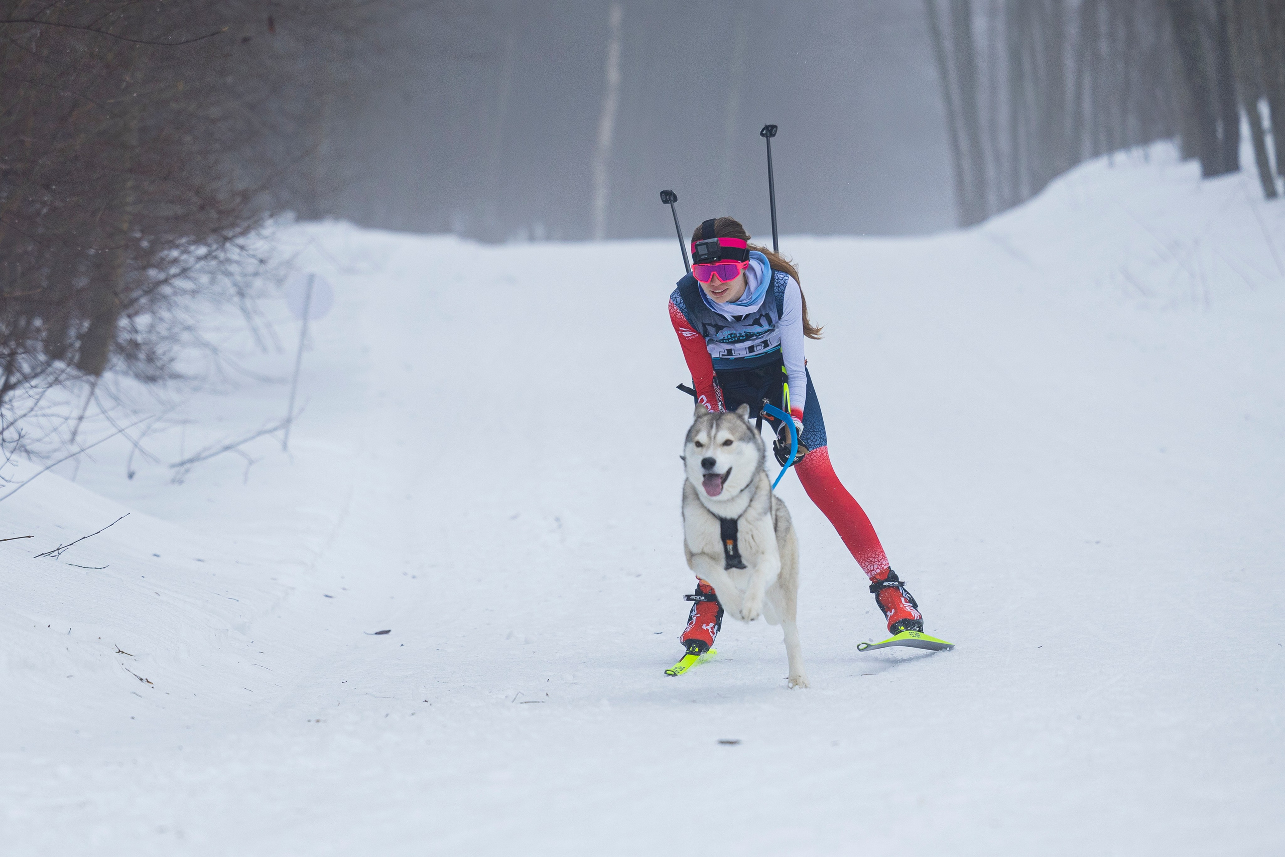 Зимний Чемпионат Санкт-Петербурга по ездовому спорту. Фотограф-анималист Анна Маринич