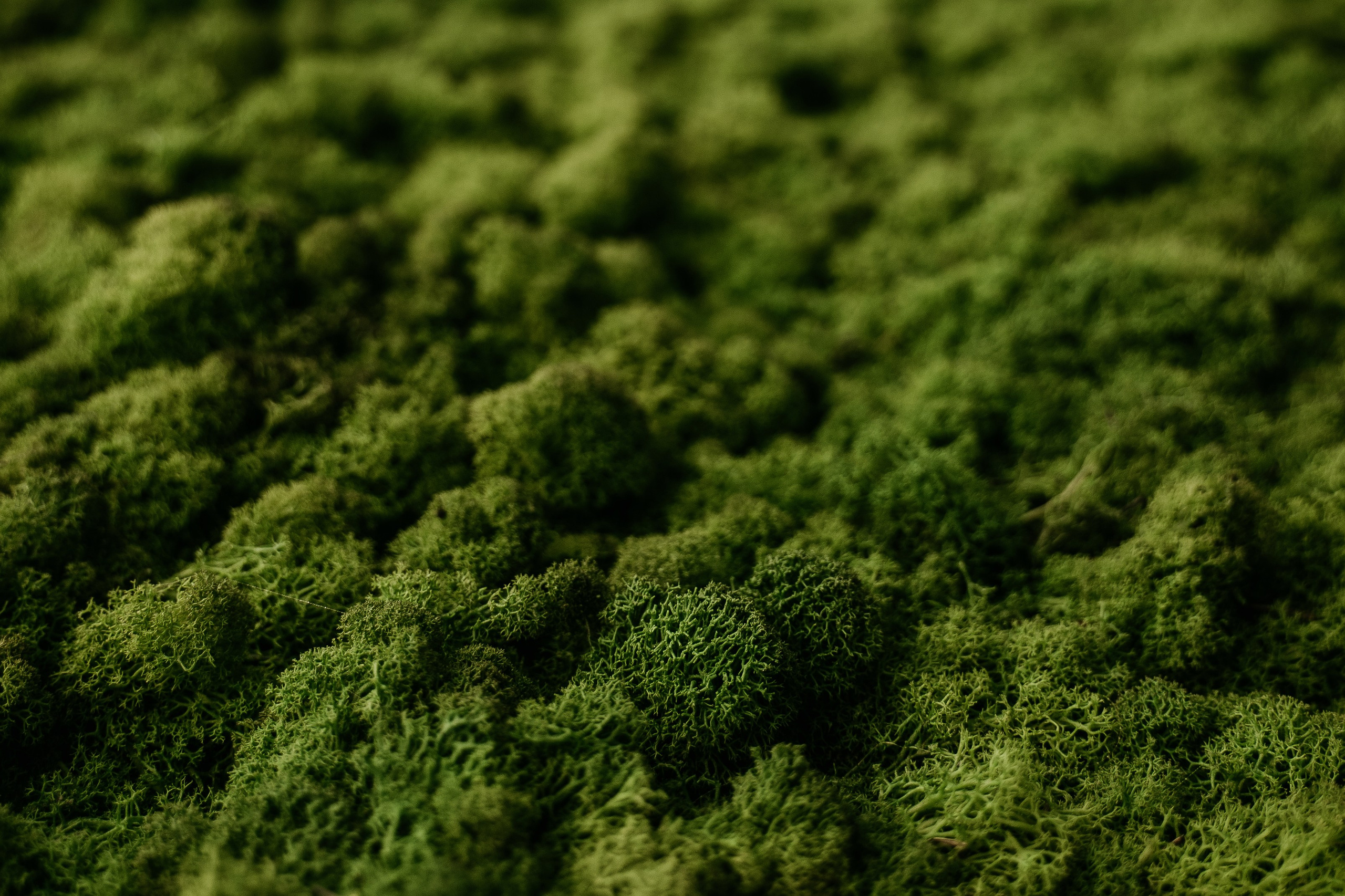 Кирилл и Катя. Свадебный и семейный фотограф в Санкт-Петербурге Дмитрий Панин