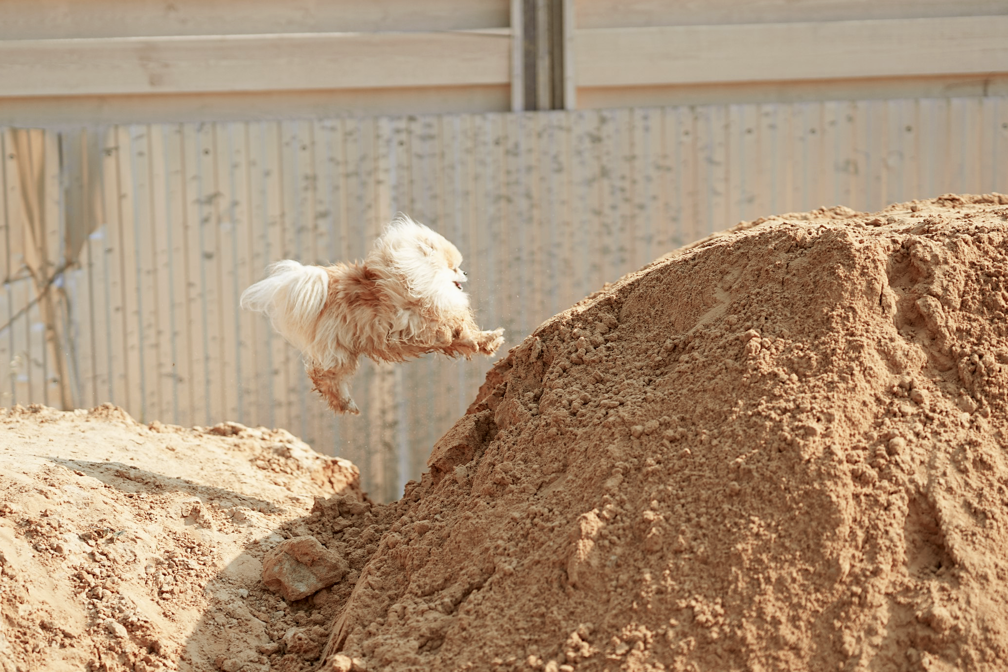 Animals. Фотограф Евгения Саботаж в г. Москва