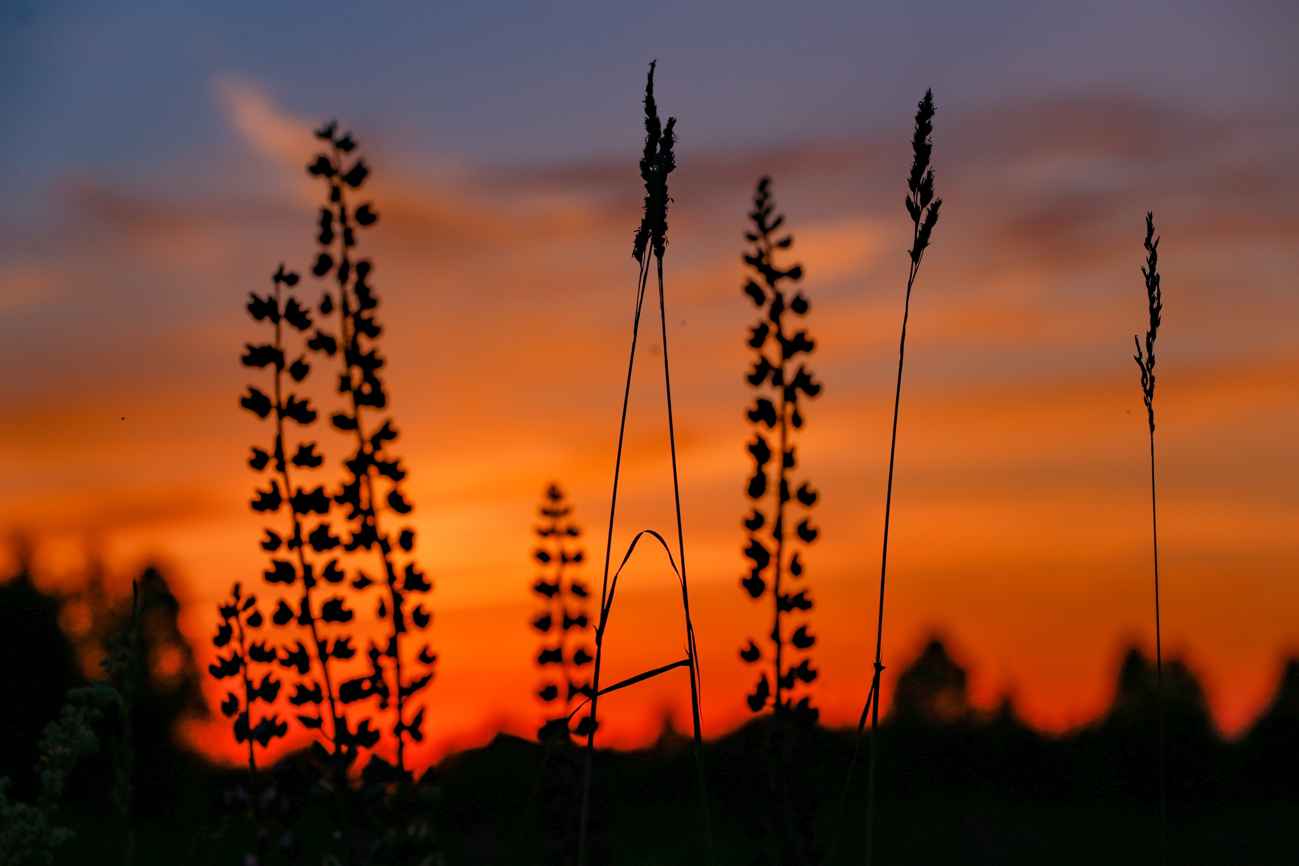 Среди люпинов. Efremovaphoto.ru