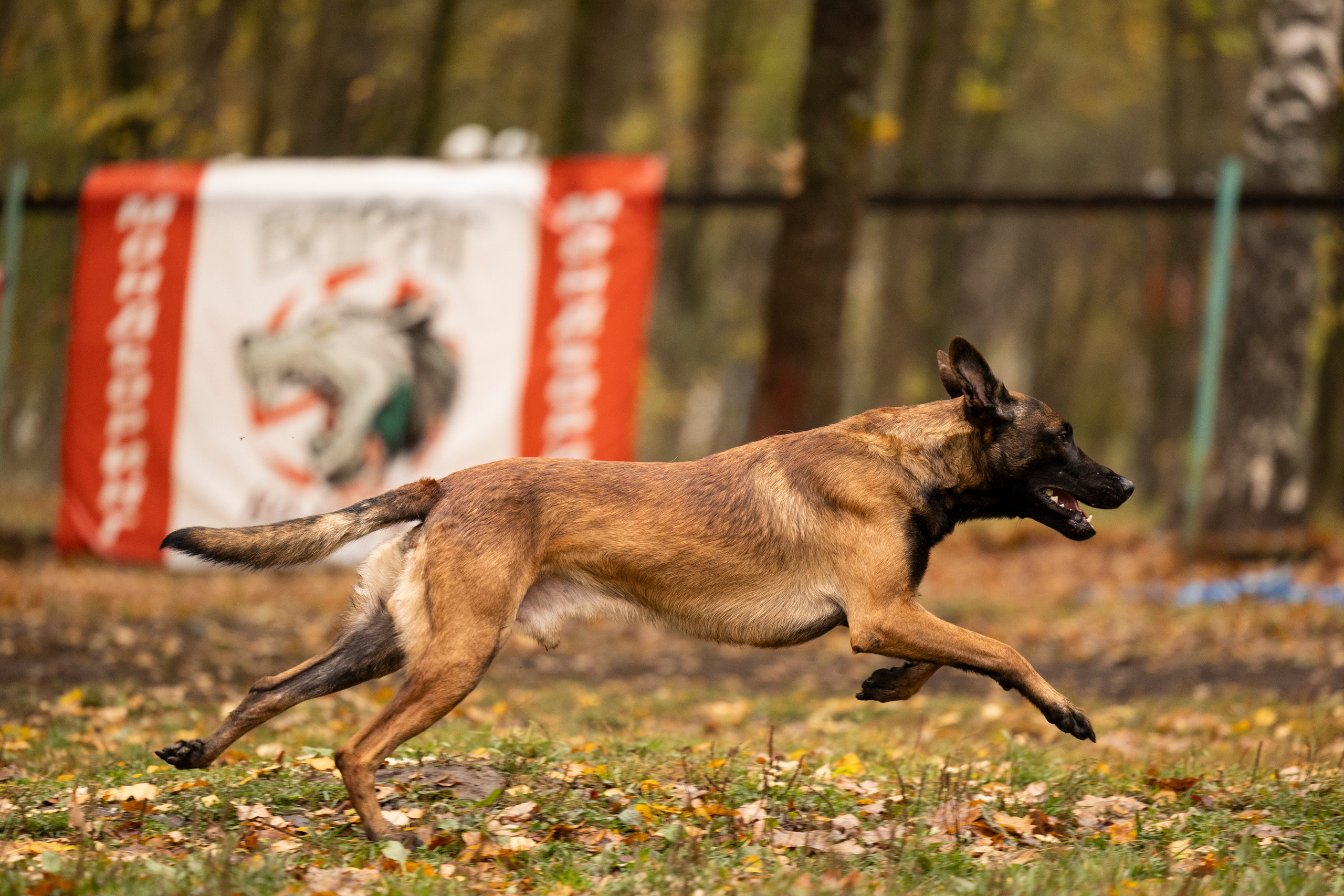 Соревнования по Мондьорингу г. Вологда. Фотограф-анималист Анна Маринич
