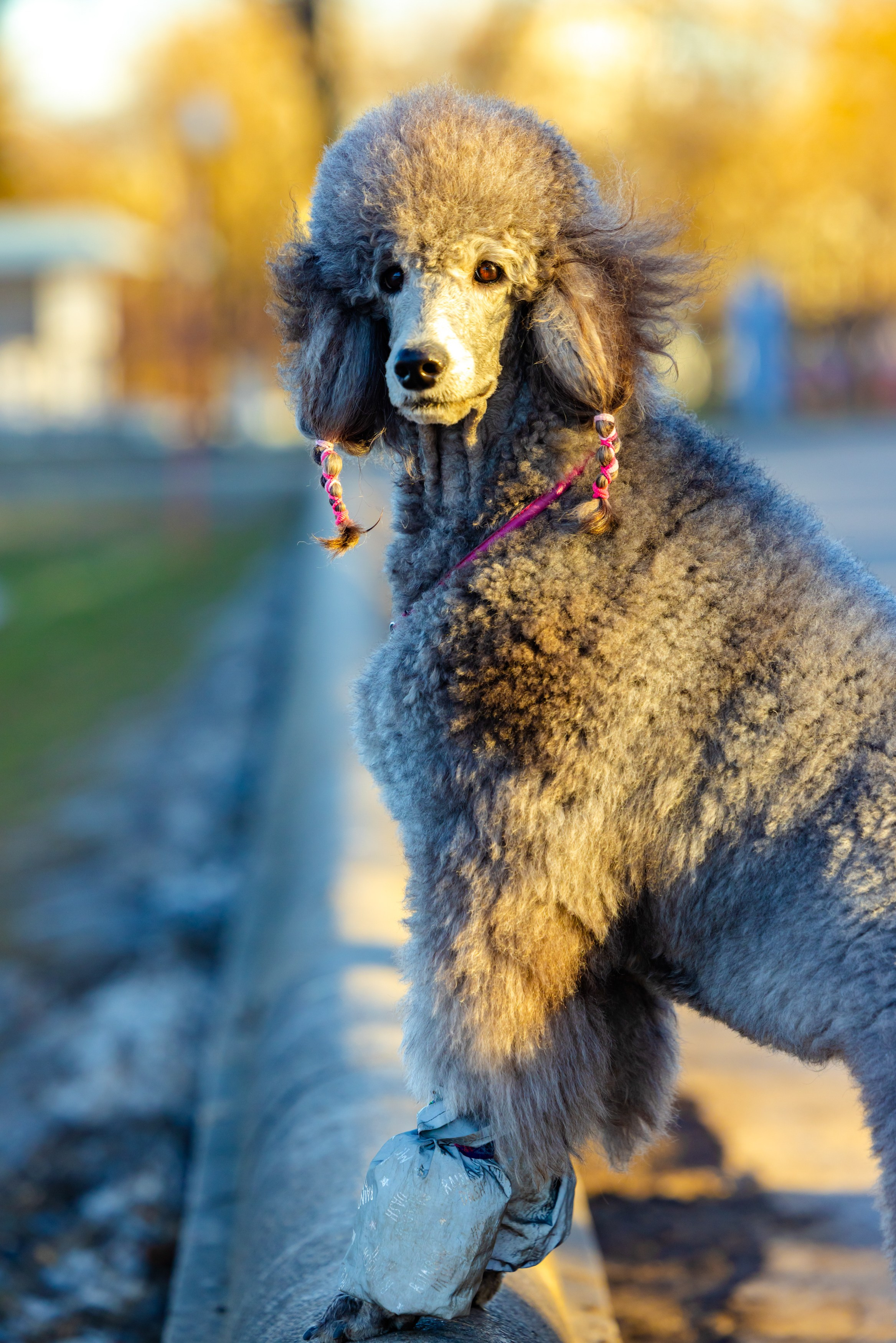 Клуб грумеров (прогулка и семинары). Виктория Зудина — фотограф в Москве