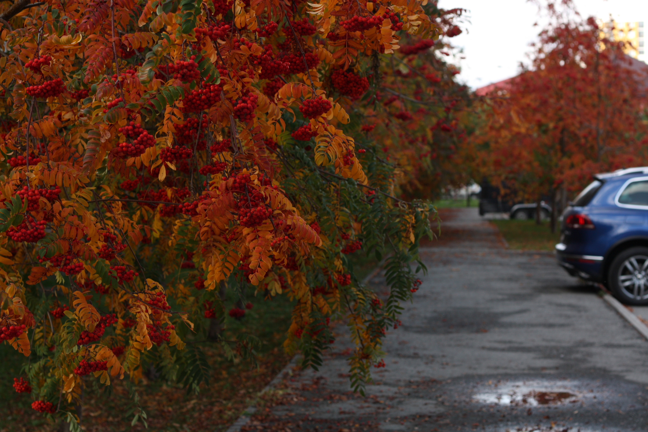 ОТЗЫВЫ. MARINA MANUCHARIAN