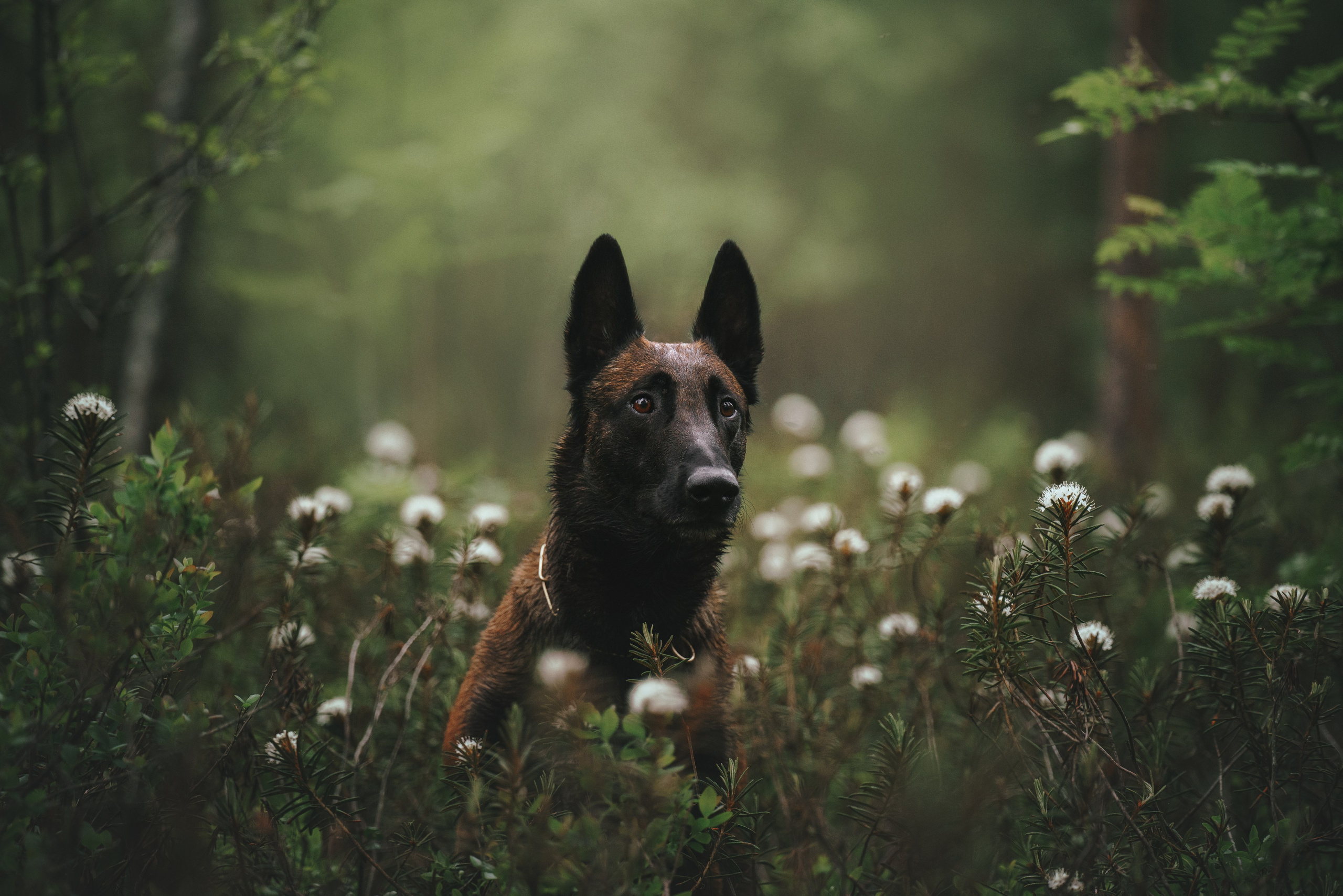 Раш. Фотограф анималист Осипчикова Мария