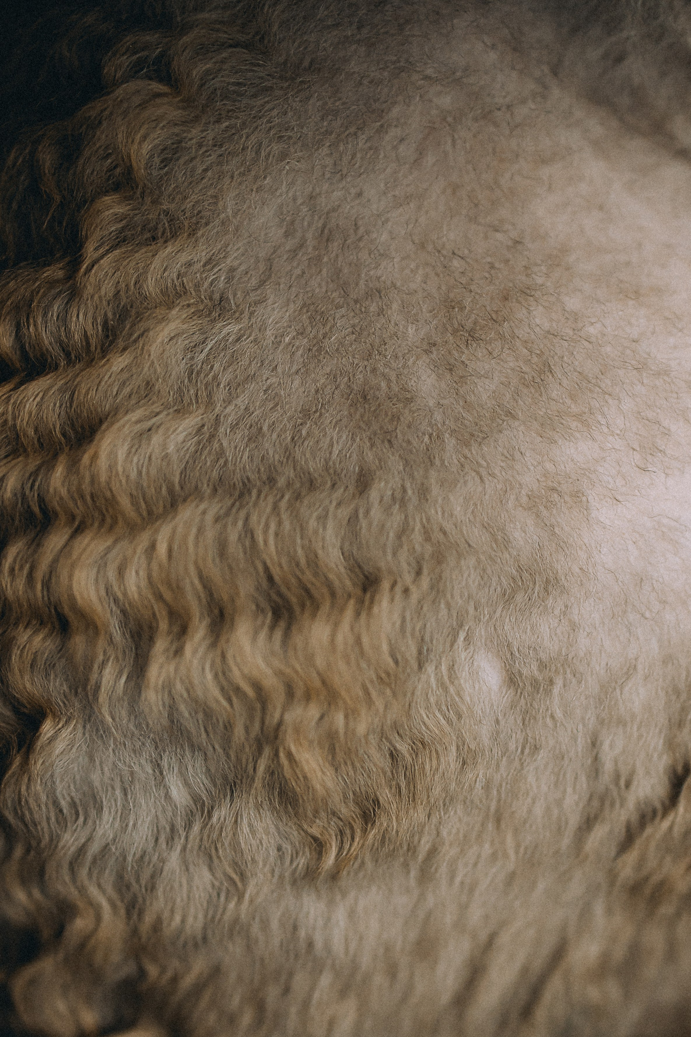 Гречка, Ковш и их семья