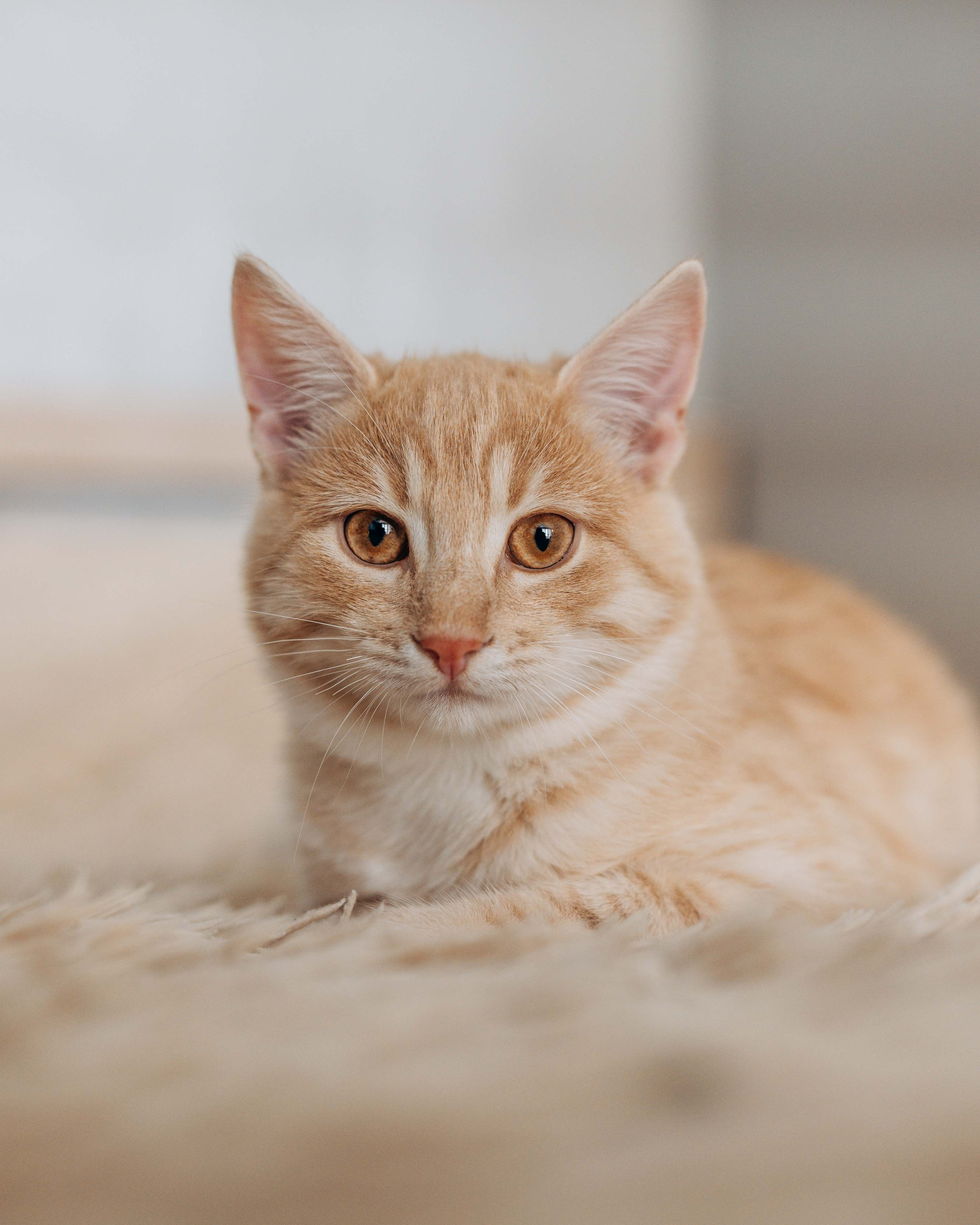 Животные. Фотограф Сочи-Краснодар