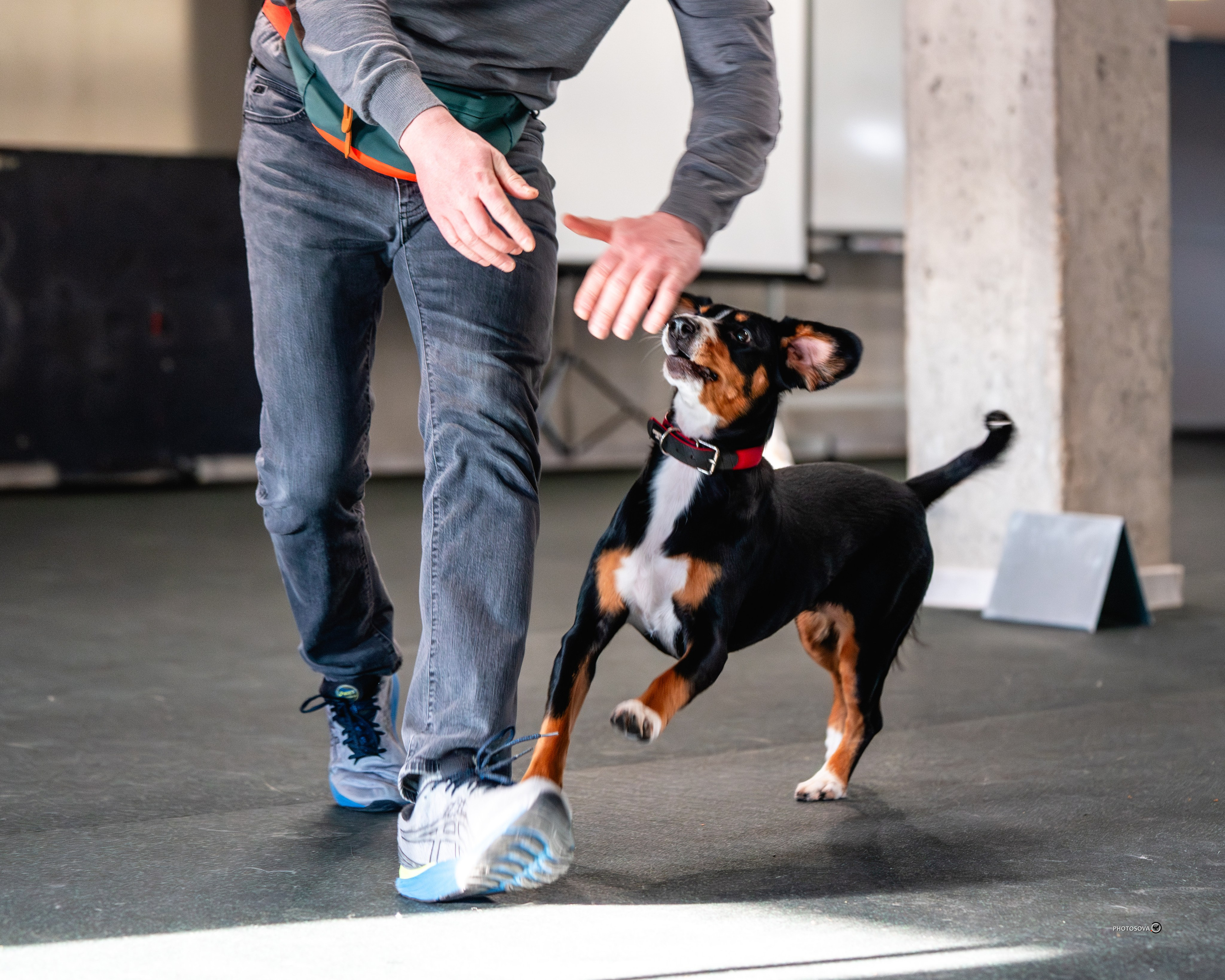 ТЫ И Я (соревнования по ралли-обидиенс). Фотограф-анималист, семейный фотограф в Москве и Подмосковье. Фотосъёмка кинологических дисциплин