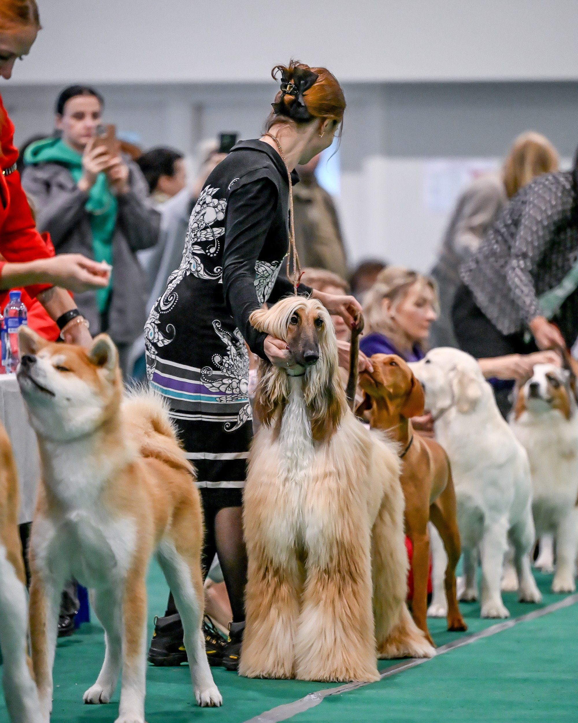 19.10 МКС и Элита. Галерея фотографий афганской борзой