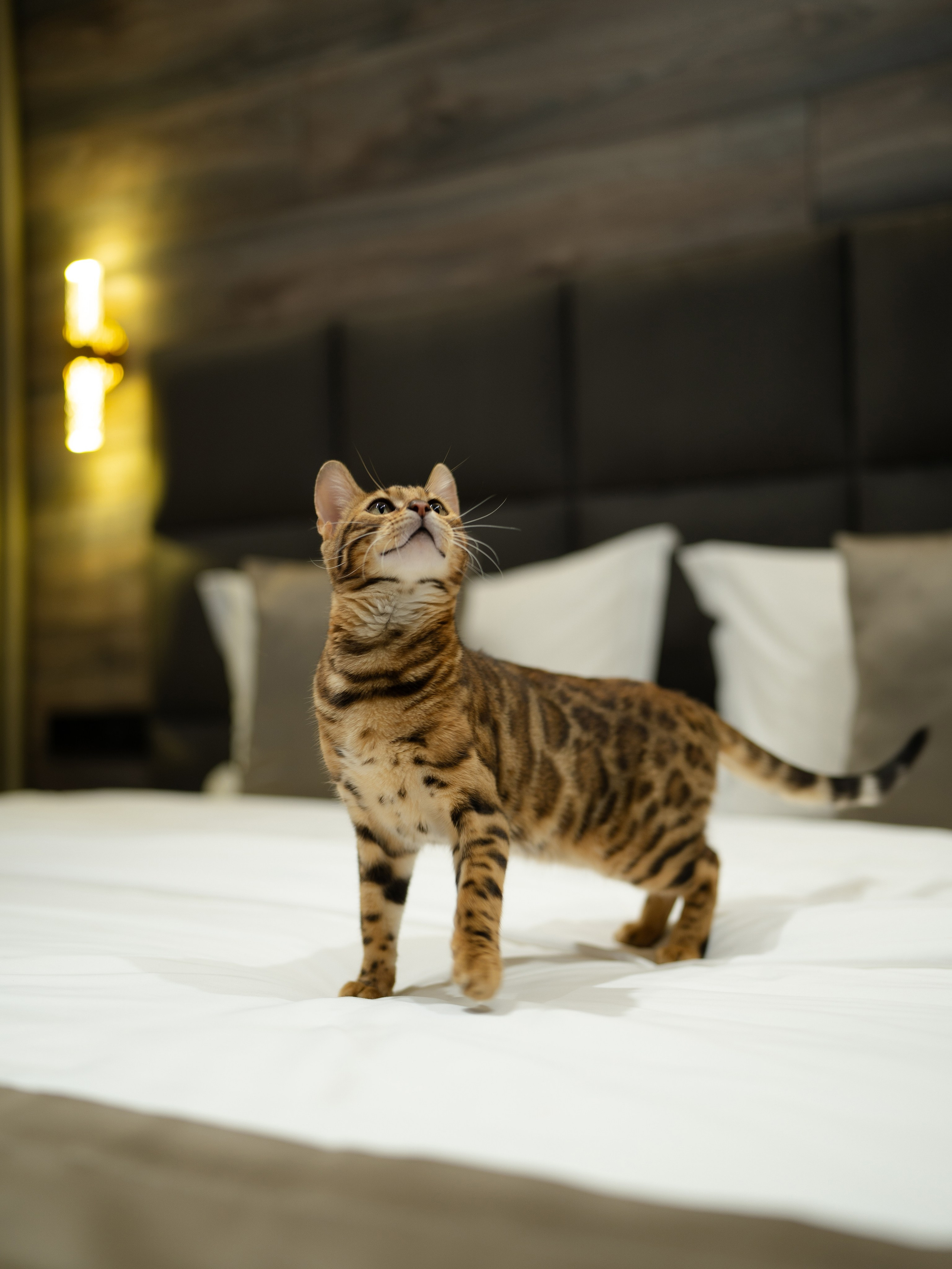 Mairi*. Фотограф и видеограф Елена Хмелевская