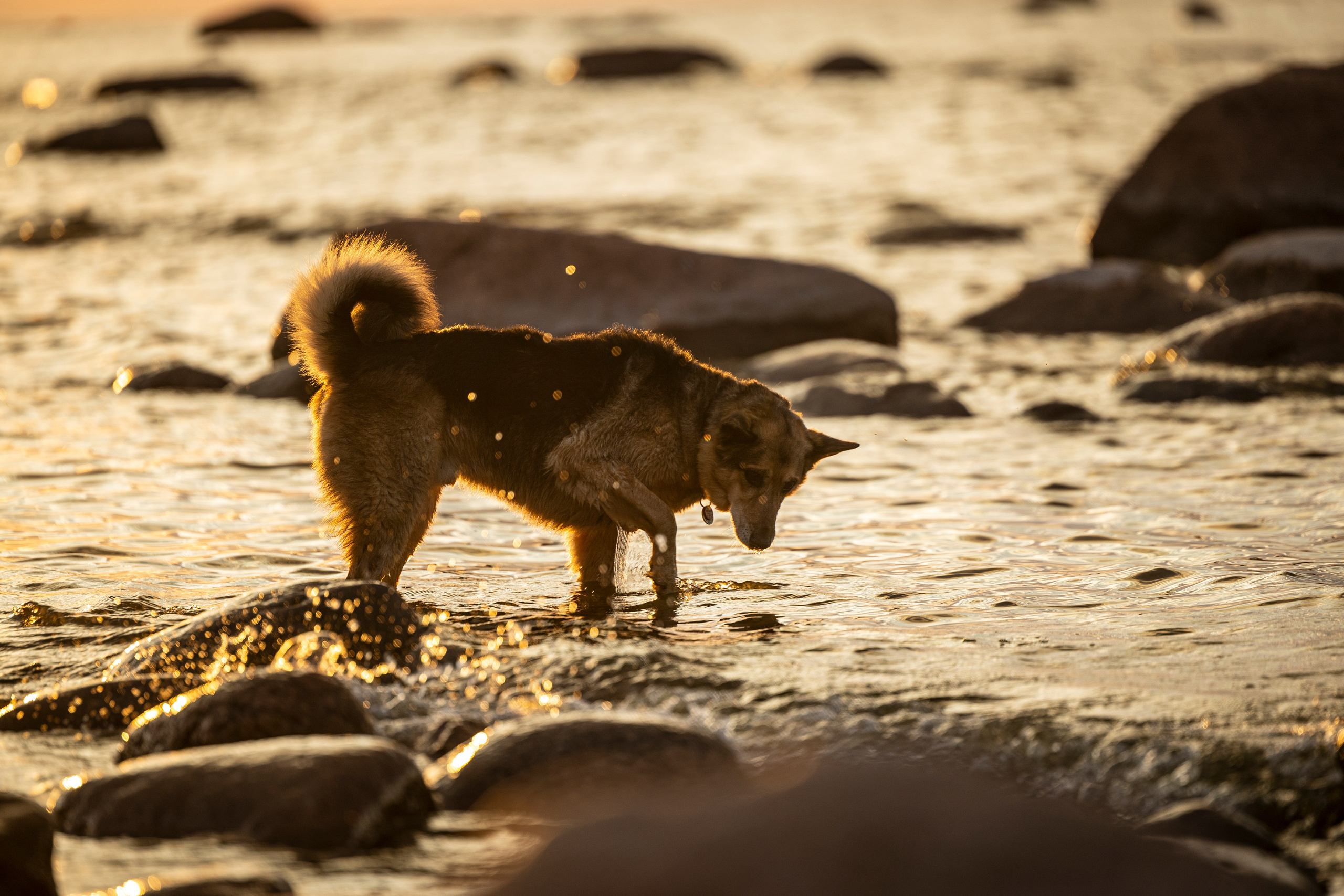 Ричард залив. Фотограф-анималист Анна Маринич