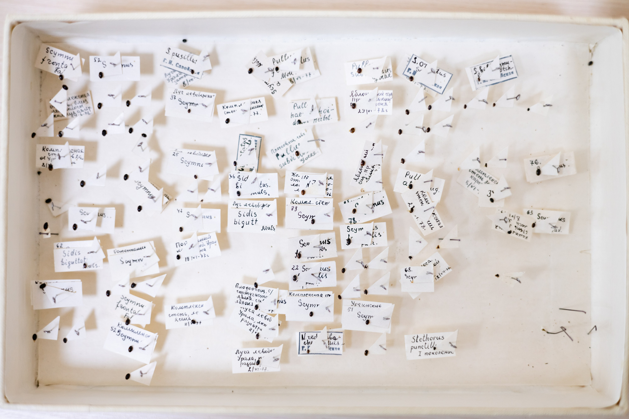 Зоя Ивановна Тюмасева. Профессор, преподаватель русского языка и литературы, энтомолог. Репортажный фотограф Наталья Лапцевич