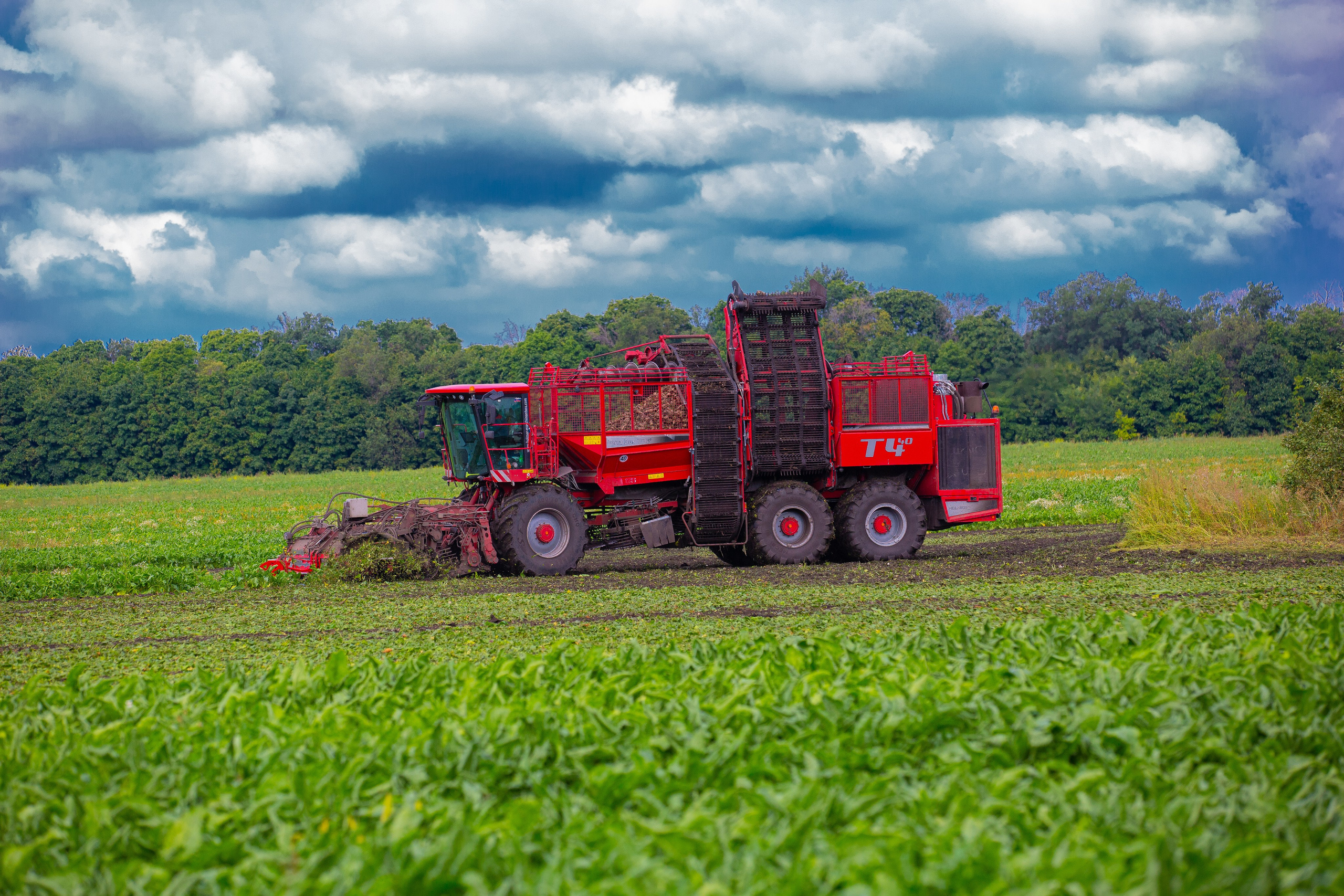 Комбайн на уборке сахарной свеклы