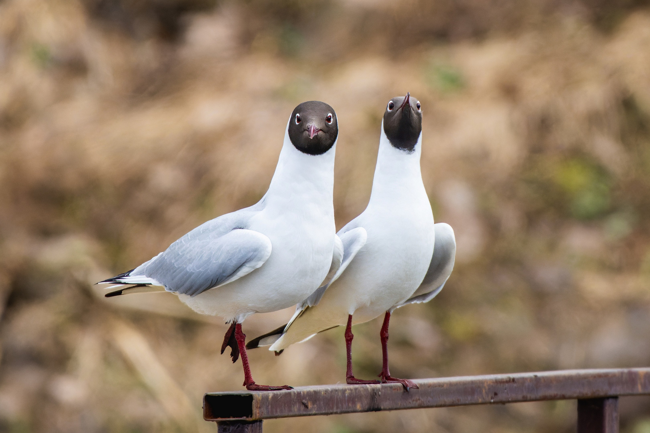 Анималистика. Константин Дем | Фотограф