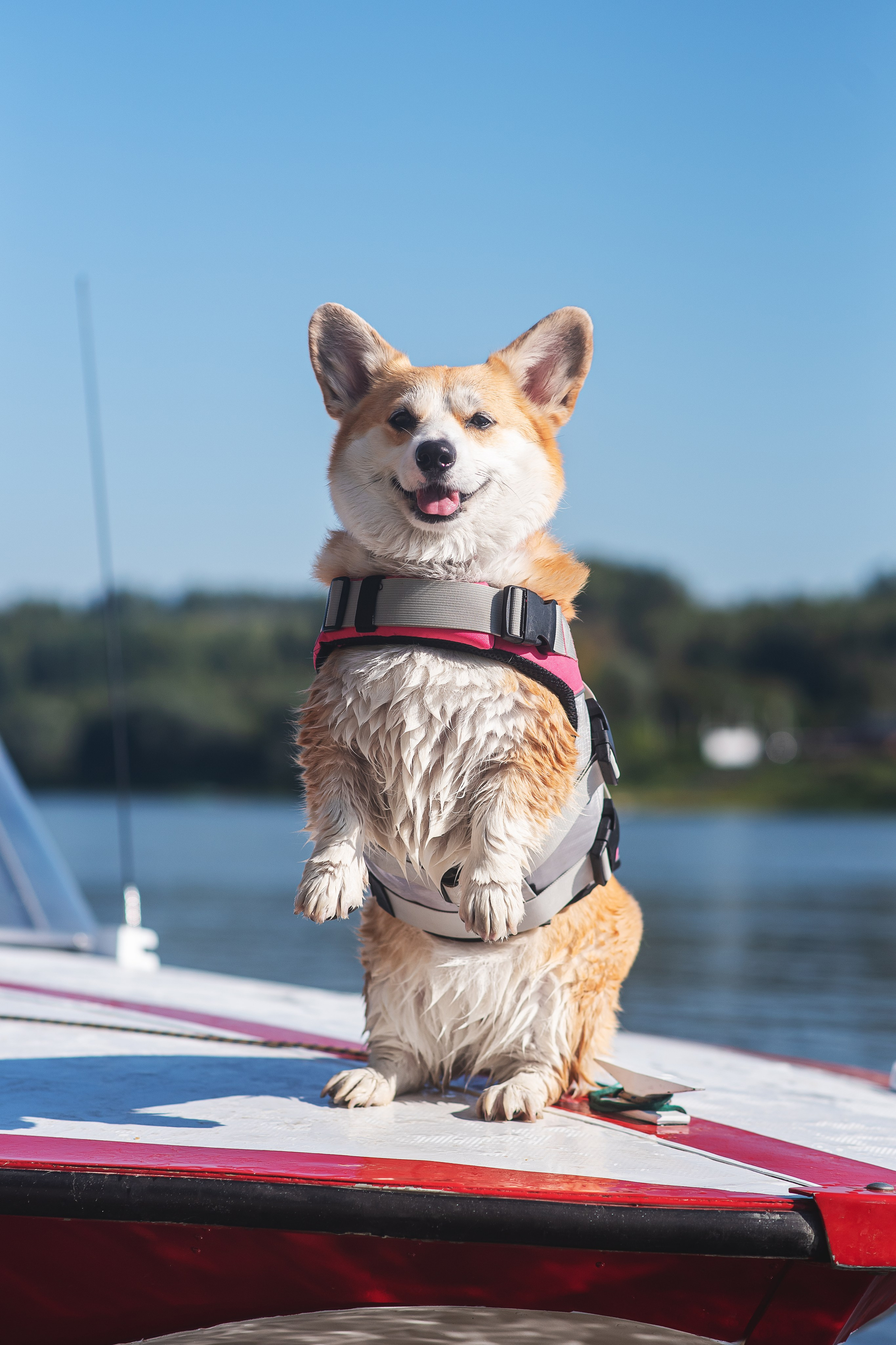 Майк и Лея — 29.08.2024. Фотограф — Анималист | Анна Абрамова