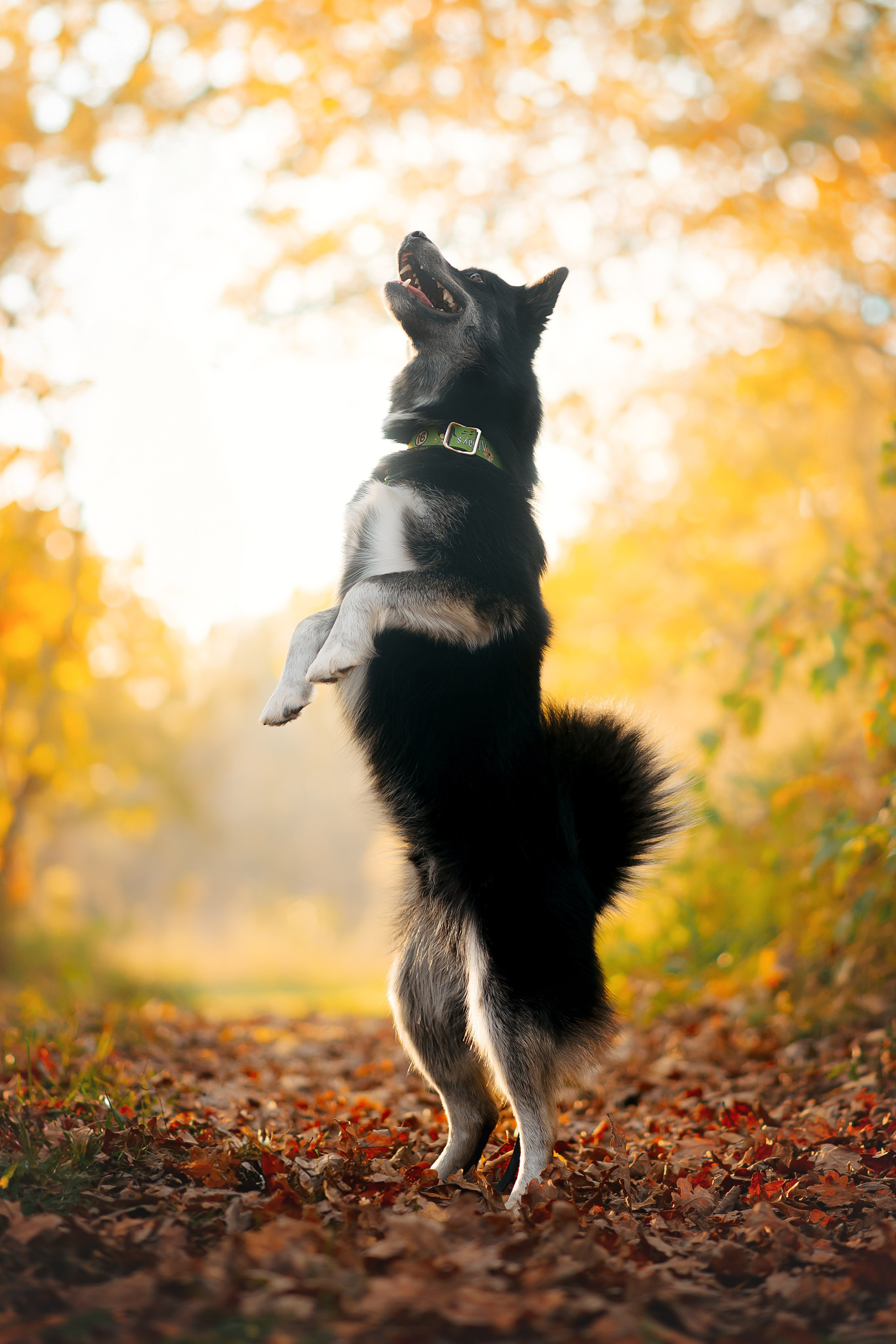 Максим, Надя, Рой и Шелби — 13.10.2024. Фотограф — Анималист | Анна Абрамова