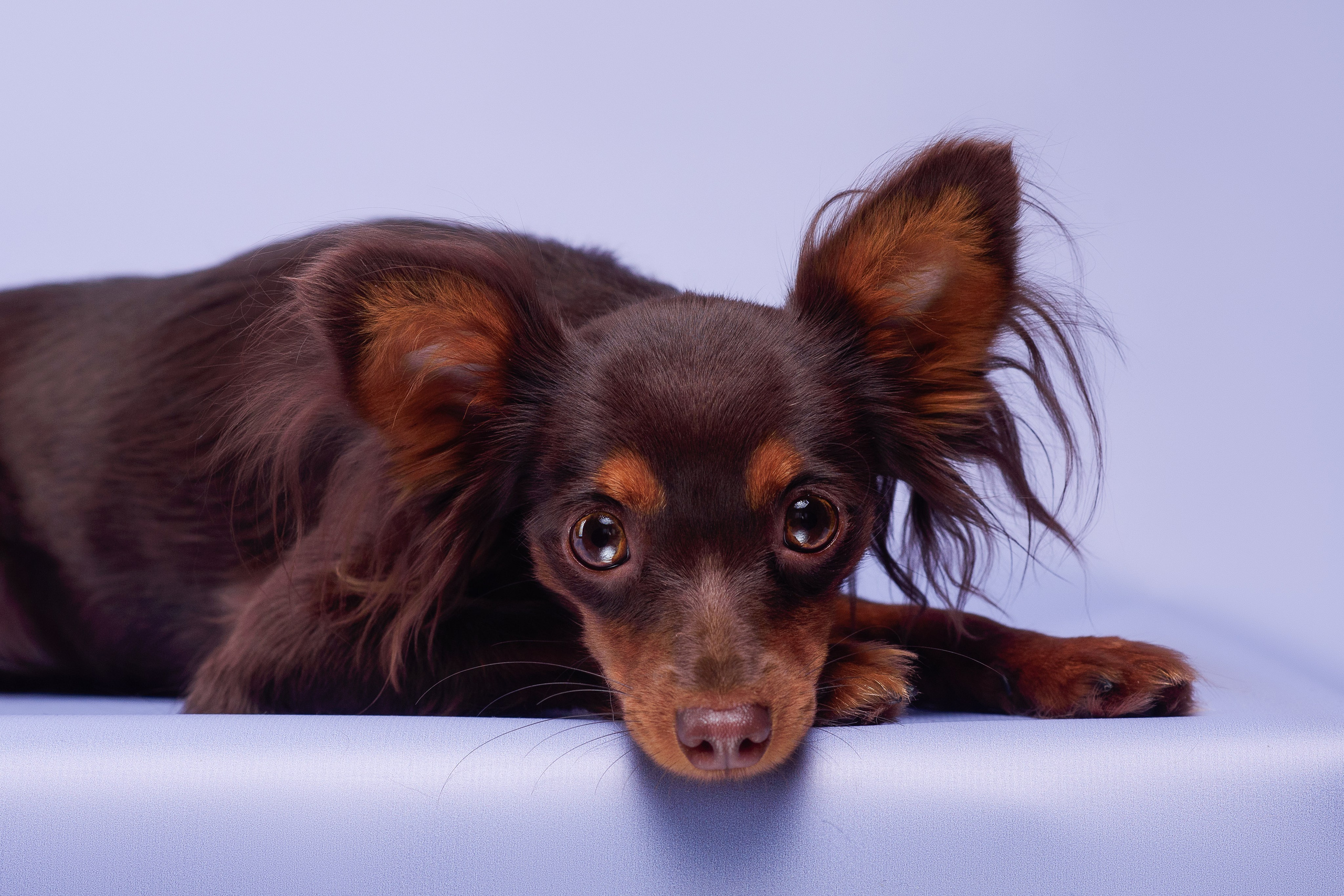 Пражские крысарики — 02.04.2025. Фотограф — Анималист | Анна Абрамова