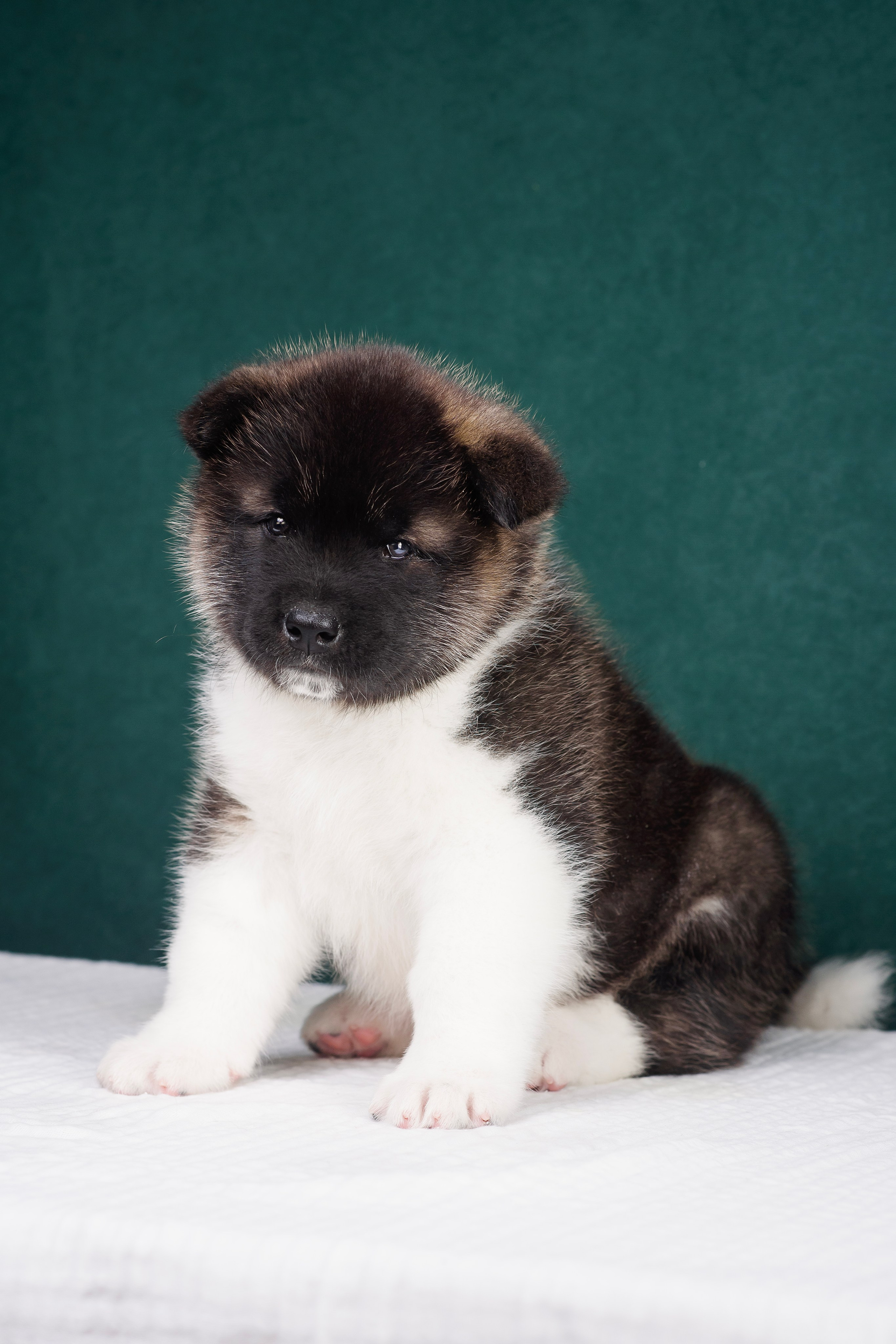 Щенки Американской Акиты. Фотограф — Анималист | Анна Абрамова