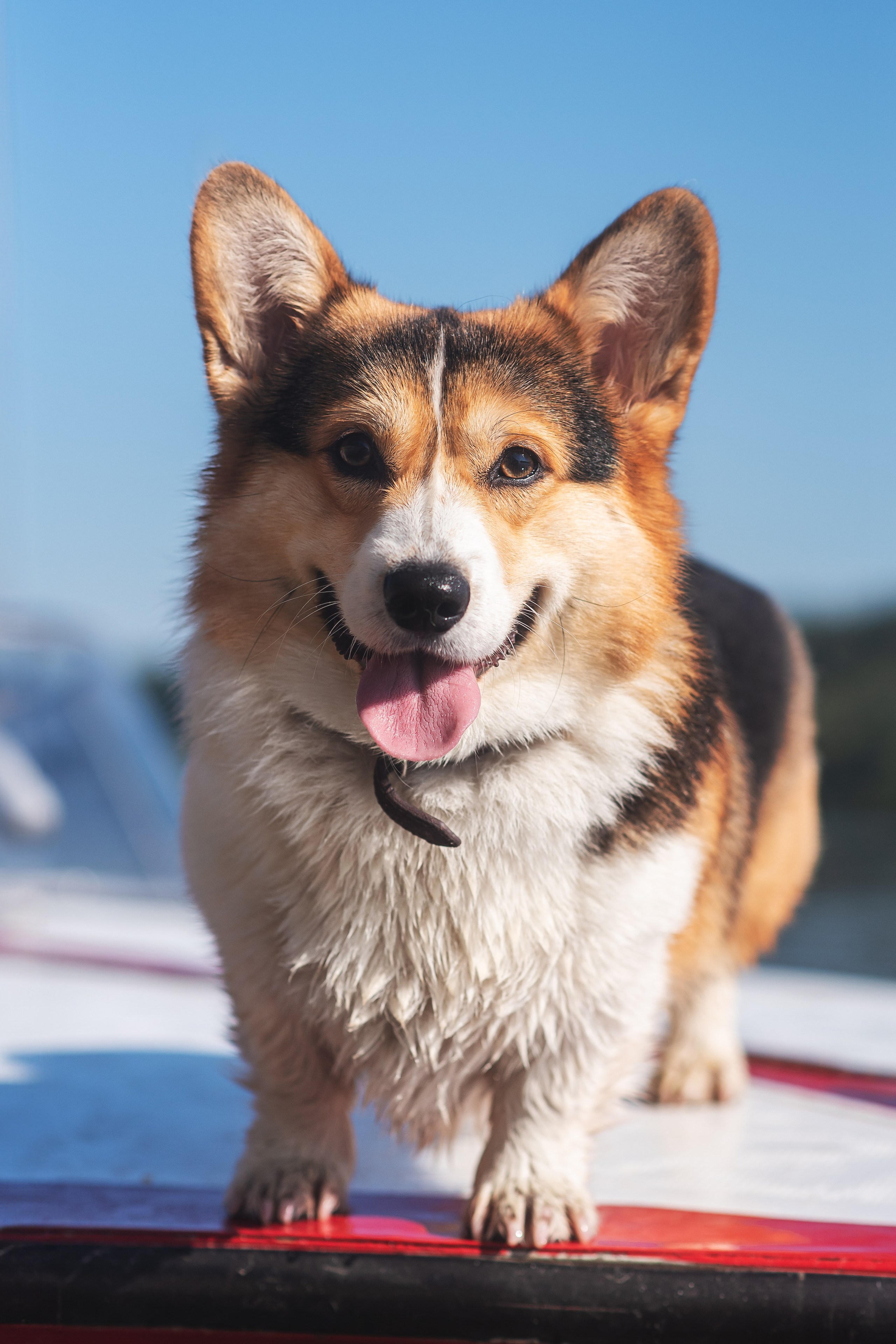 Майк и Лея — 29.08.2024. Фотограф — Анималист | Анна Абрамова