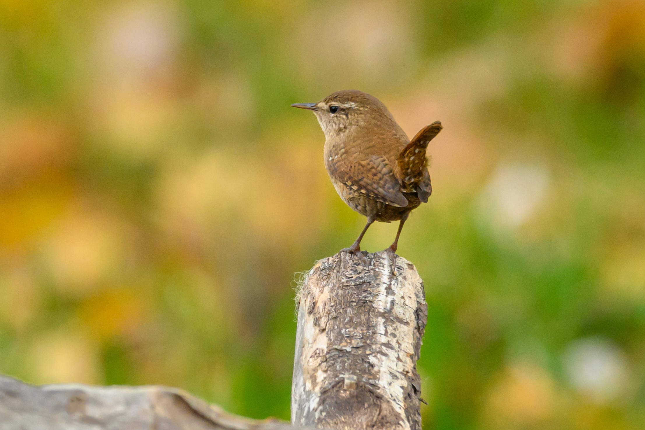 Дагестан. Ноябрь 2025. Фотограф Сергей Пупонин