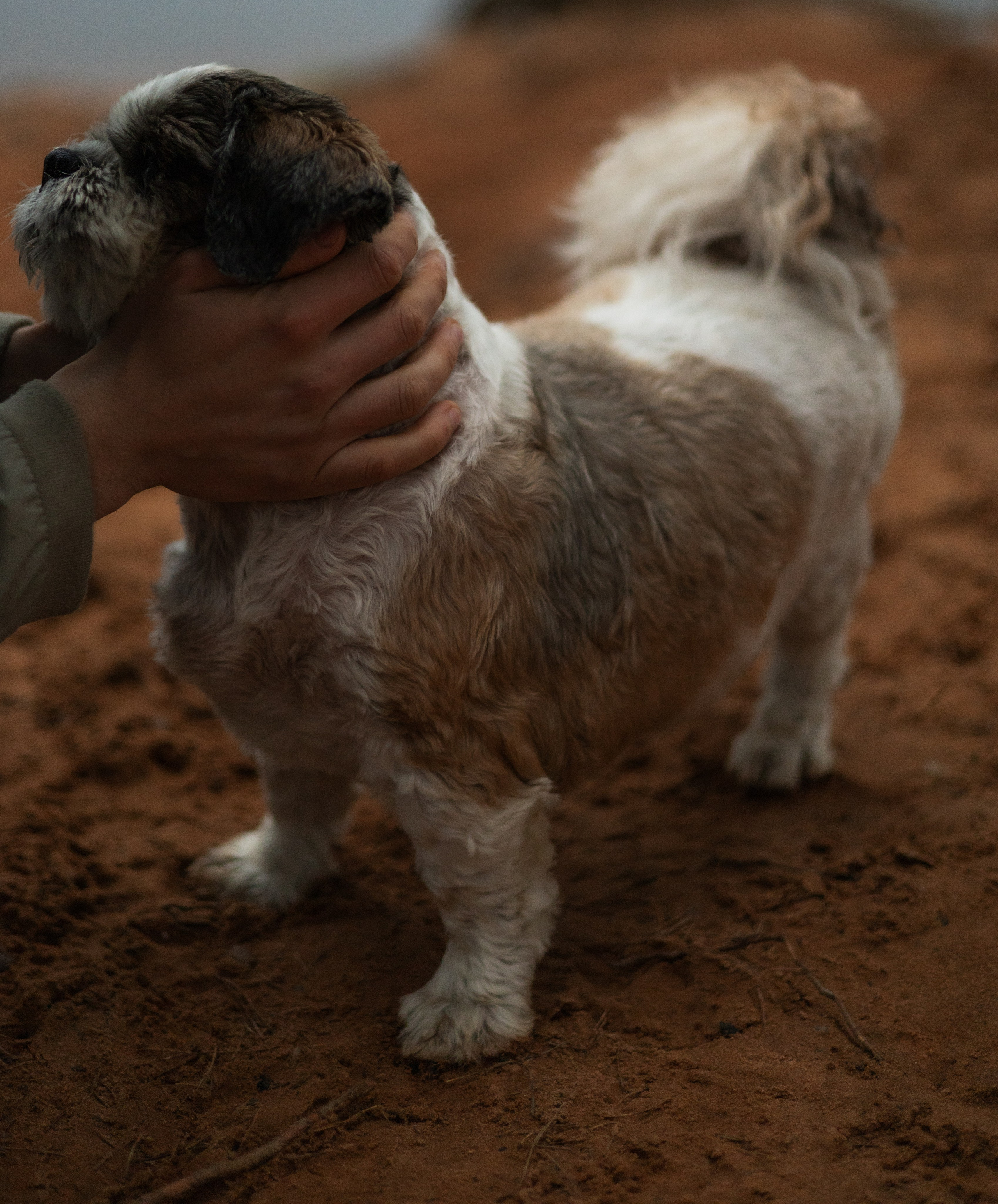 Влад и Франт. Фотограф — анималист •love-story•|Санкт-Петербург