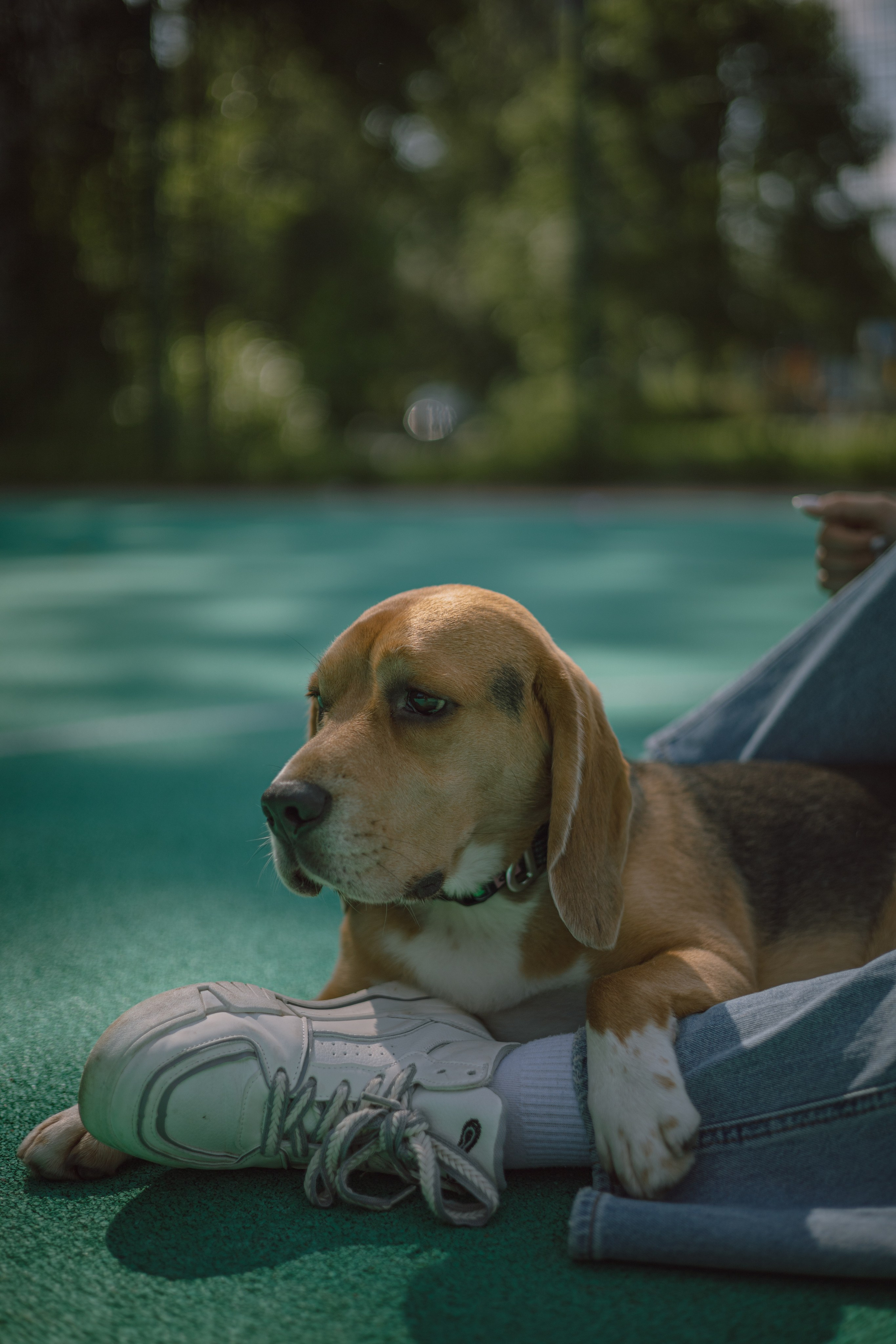 Оуджи и Катя. Фотограф — анималист •love-story•|Санкт-Петербург