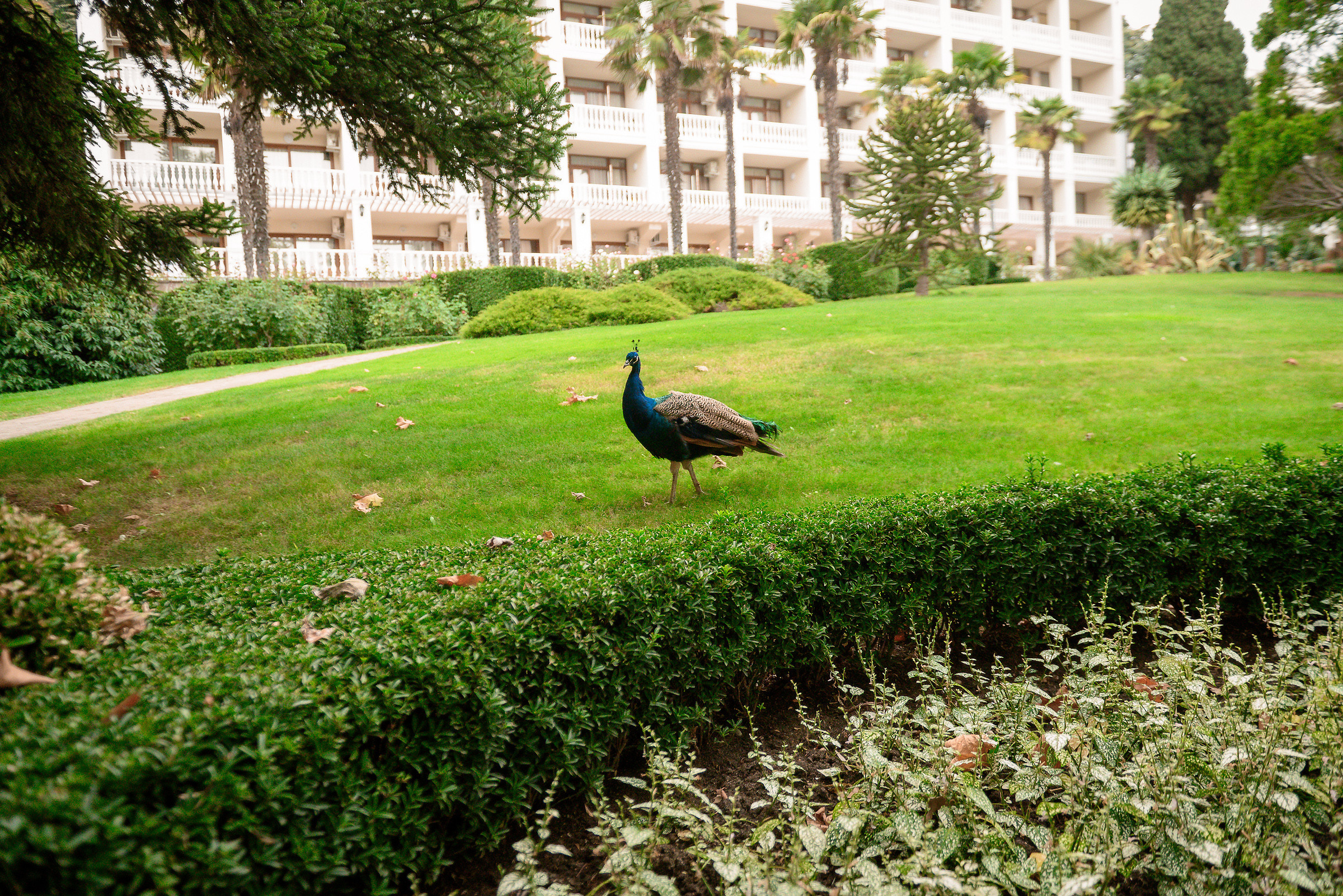 Татьяна и Дмитрий. Свадебный фотограф в Крыму Алексей Лобач