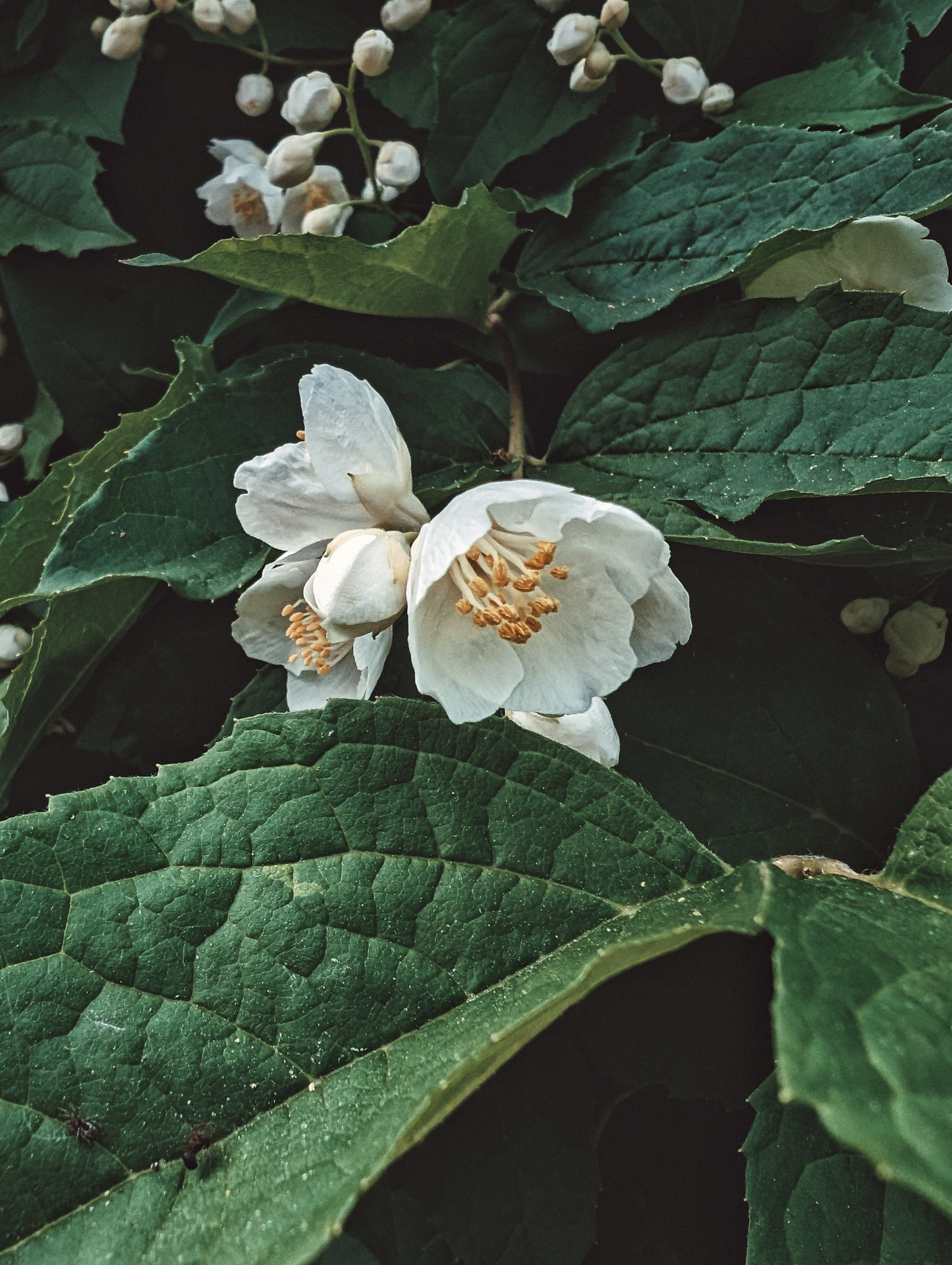 Вдохновение. Ph___tina