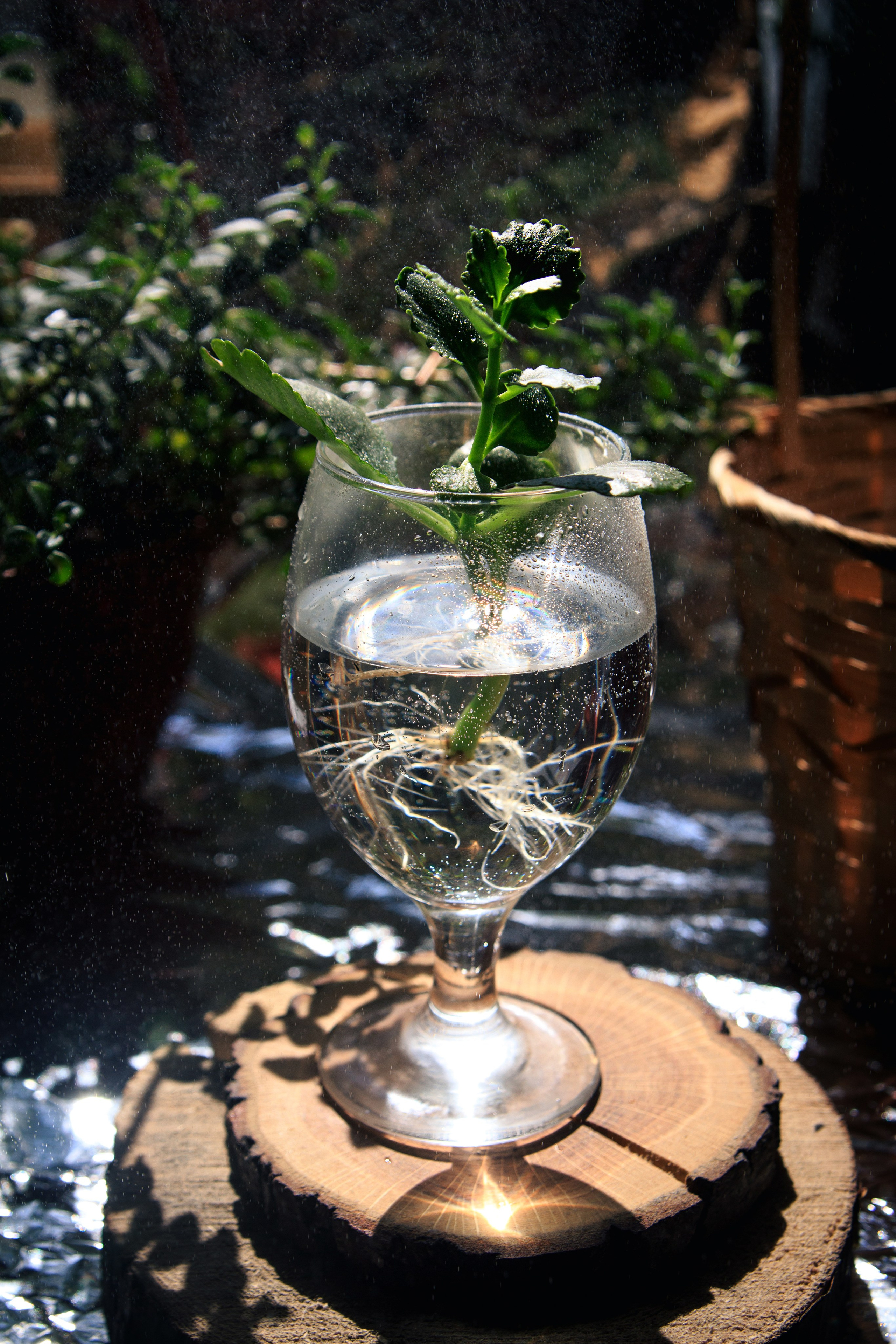 Весна. Катя Цвет