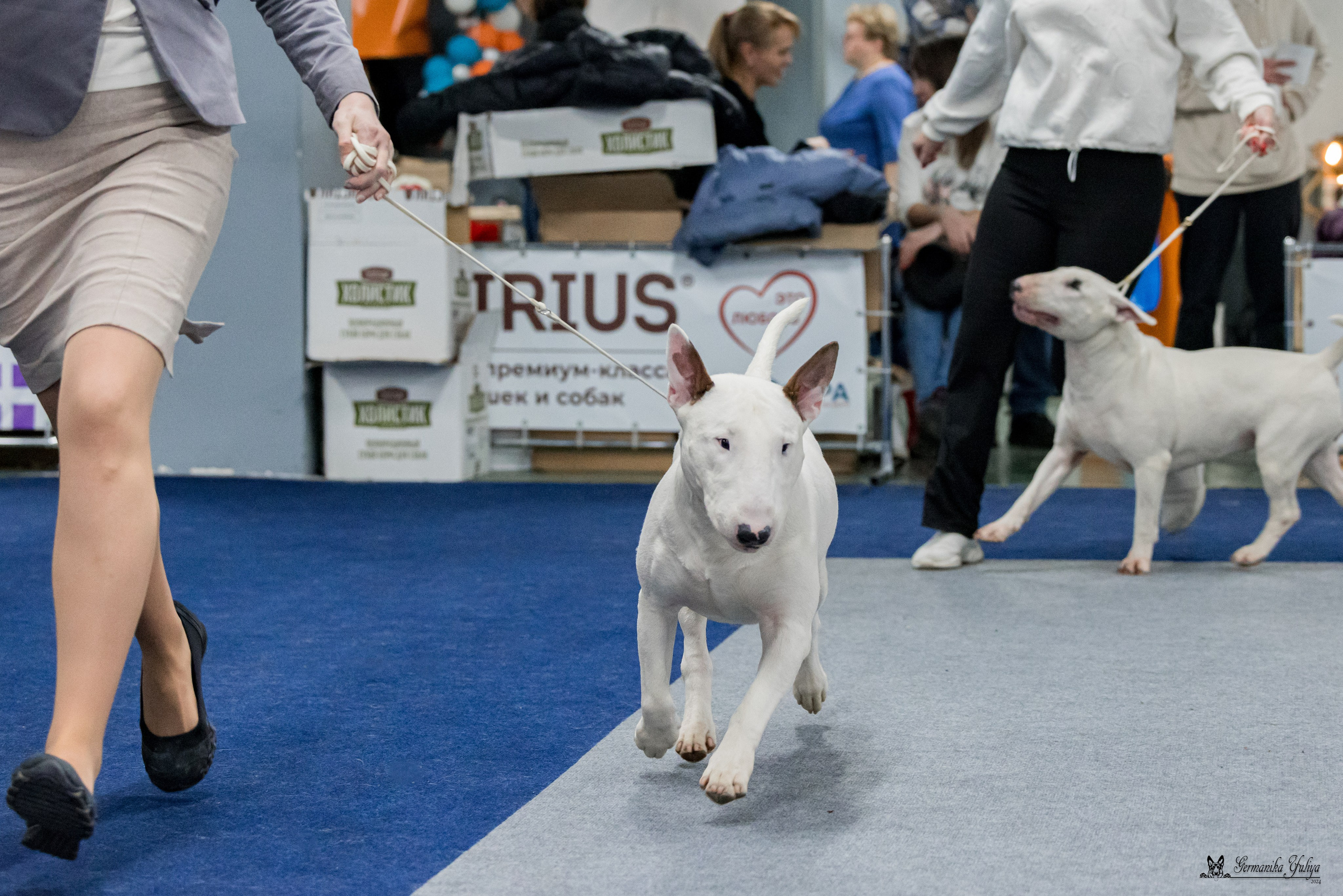 Сфера 28.01. и 4.02.2024. Фотограф-анималист Юлия Германика