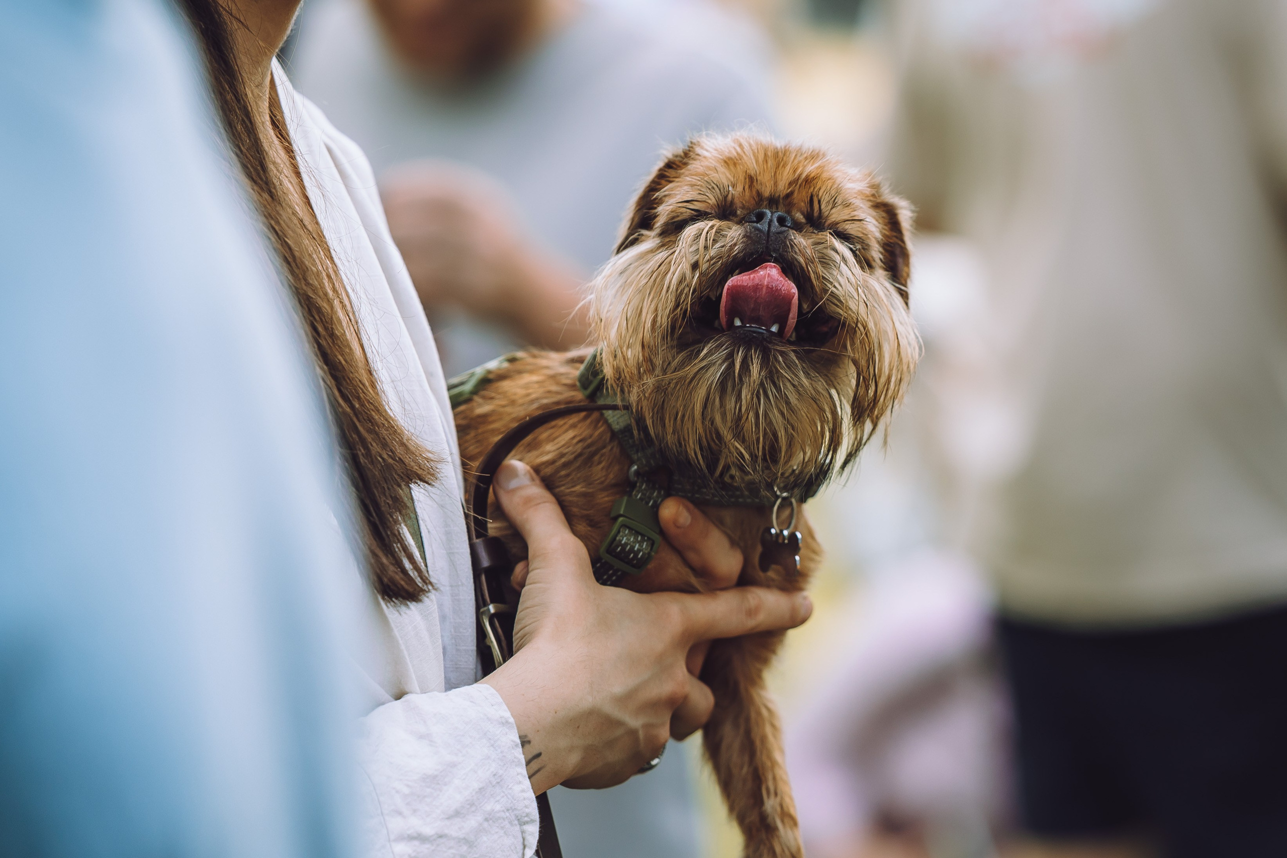 Griff-пикник. Семейный фотограф животных, анималист в Москве Екатерина Киреева
